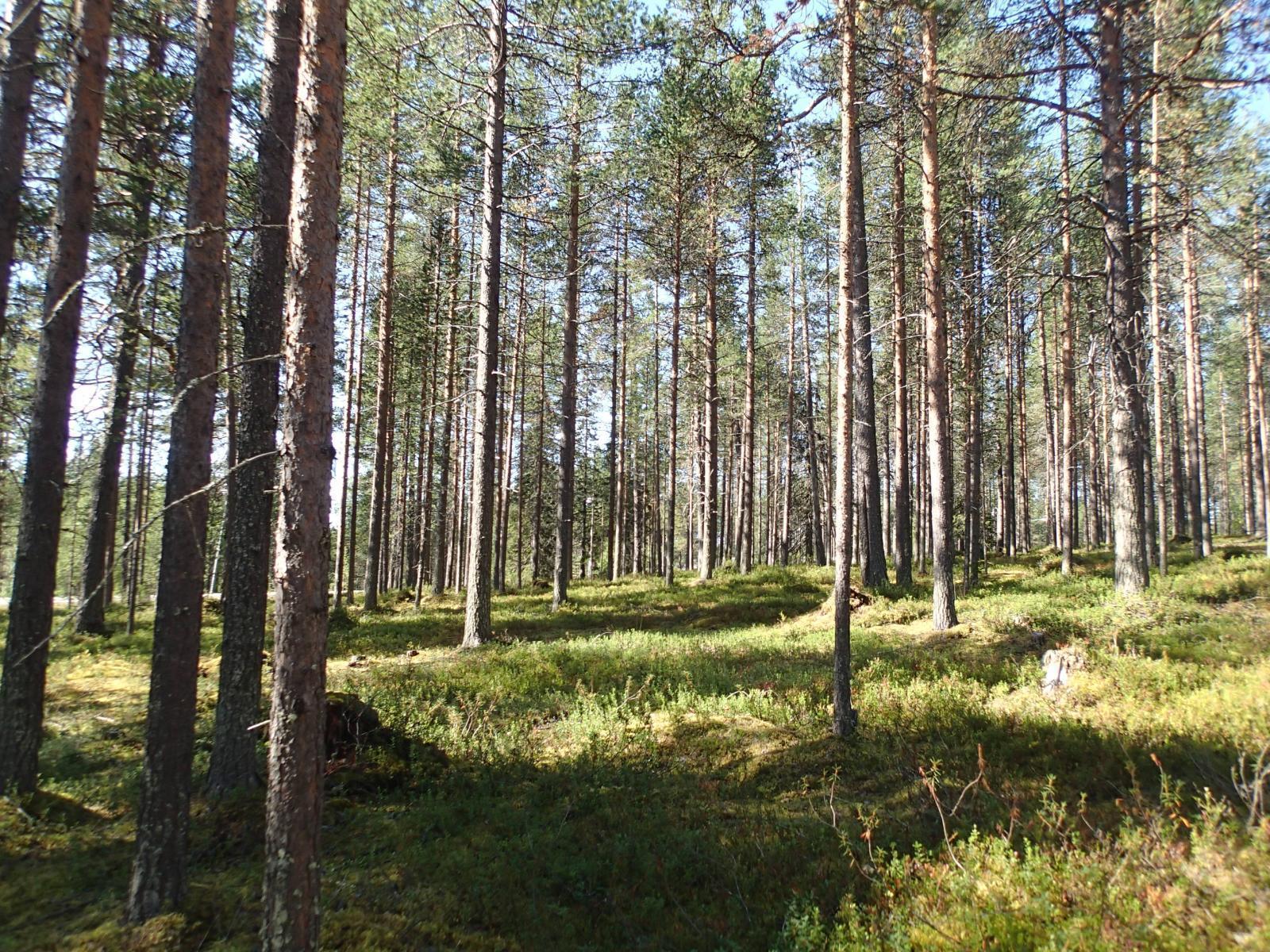 Kesämaisemassa avaralle mäntykankaalle paistaa aurinko.