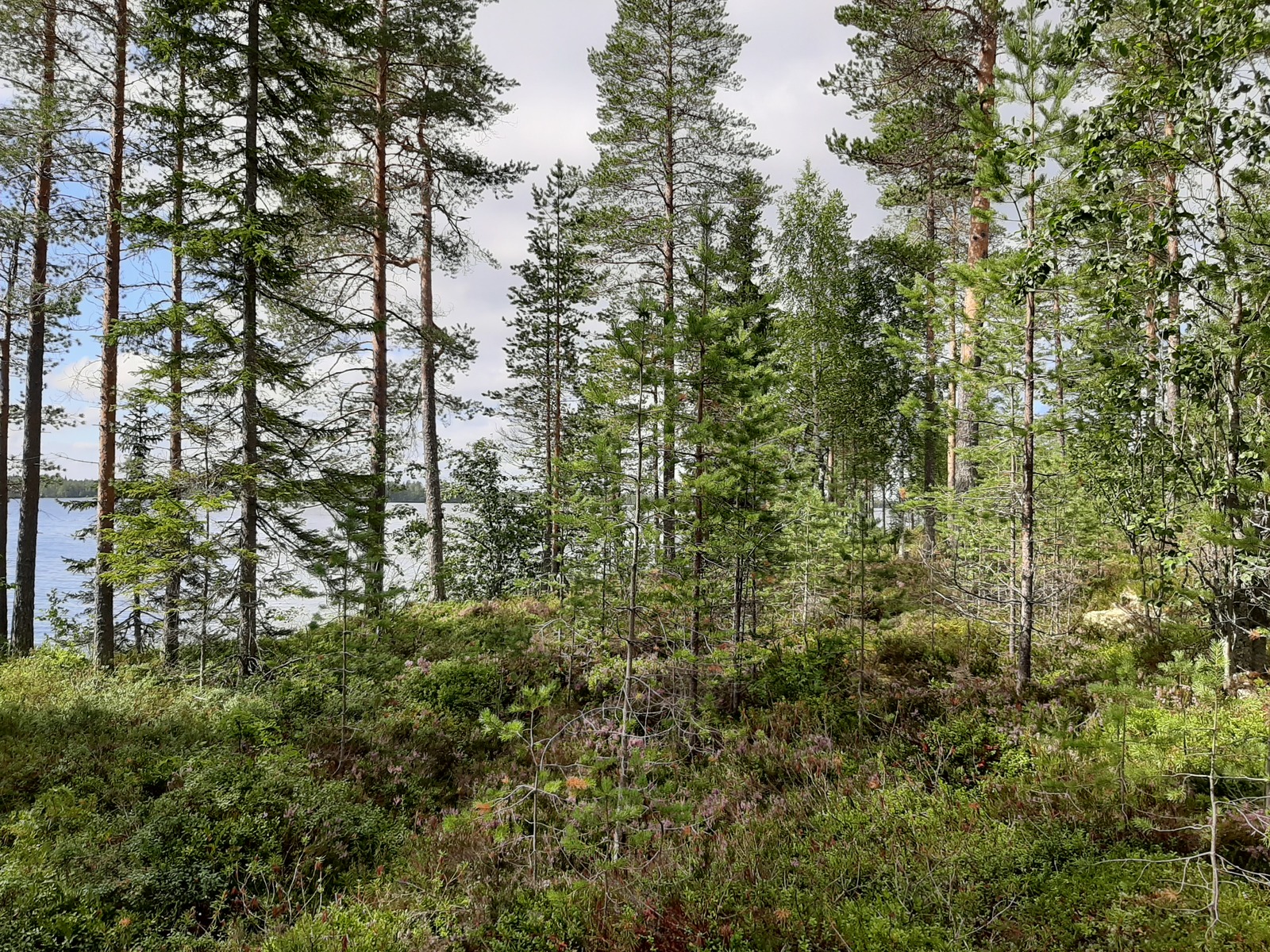 Rannalla kasvavan mäntyvaltaisen sekametsän takana avautuu järvimaisema.