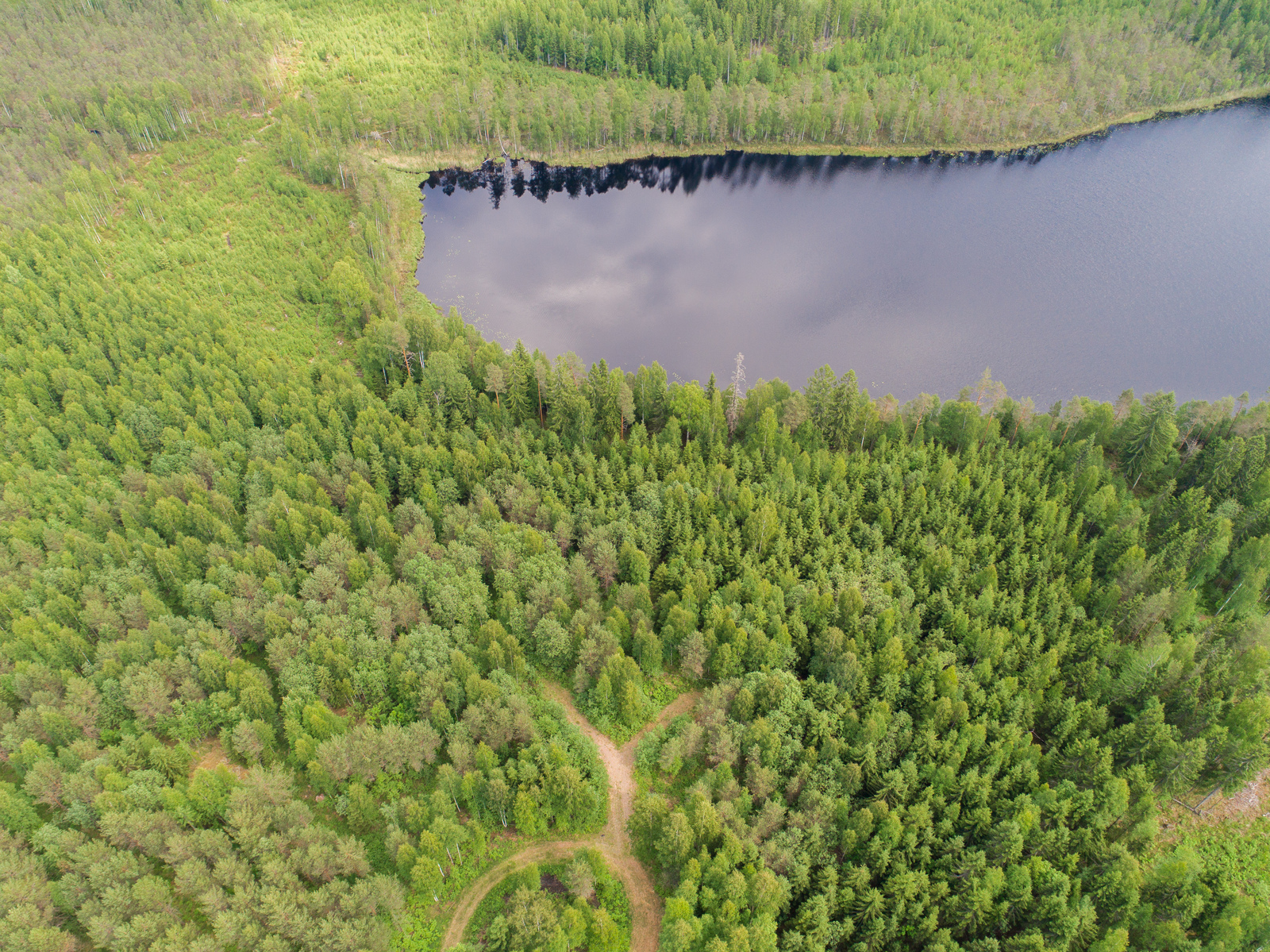 Tie haarautuu kesäisessä metsässä, joka reunustaa järveä. Ilmakuva.