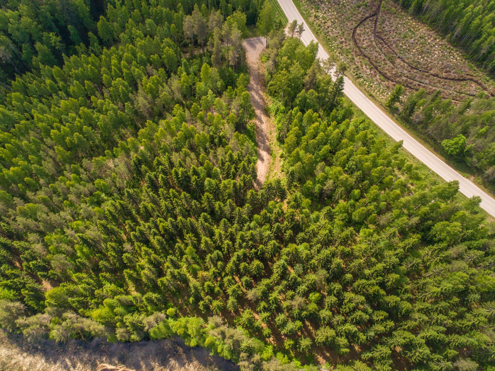 Kesäisessä metsässä kulkee tie oikean yläkulman hakkuuaukean ohi. Ilmakuva.