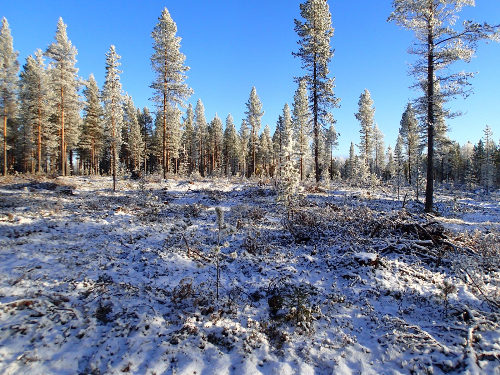 Ohut lumikerros kangasmetsässä