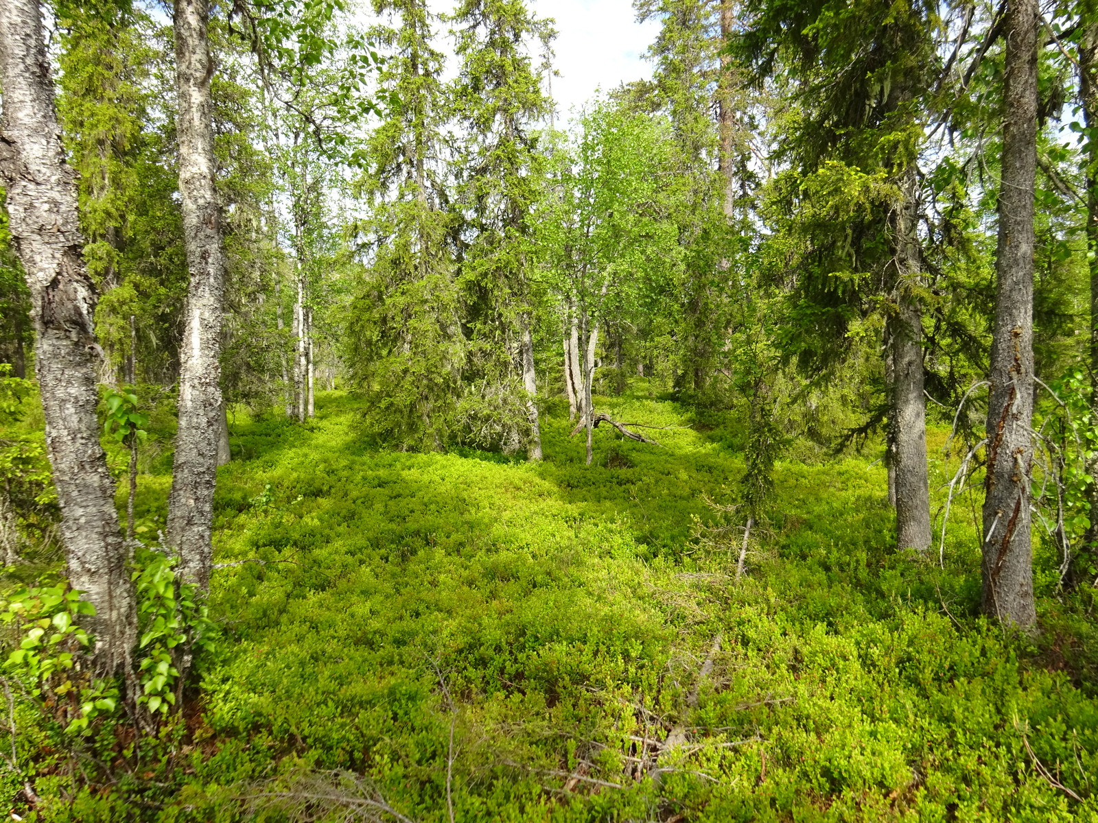 Runsaskasvuisessa kuusimetsässä on myös koivuja. Aluskasvillisuutena kasvaa mustikanvarpuja.