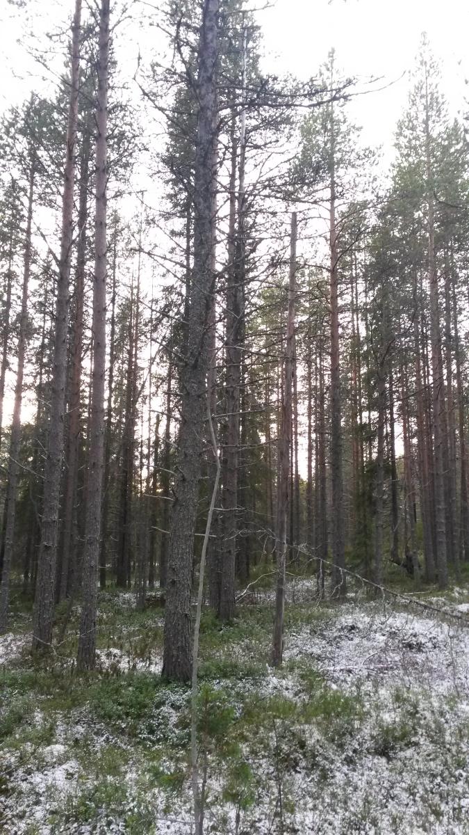 Mäntymetsässä on maassa ohut lumipeite.