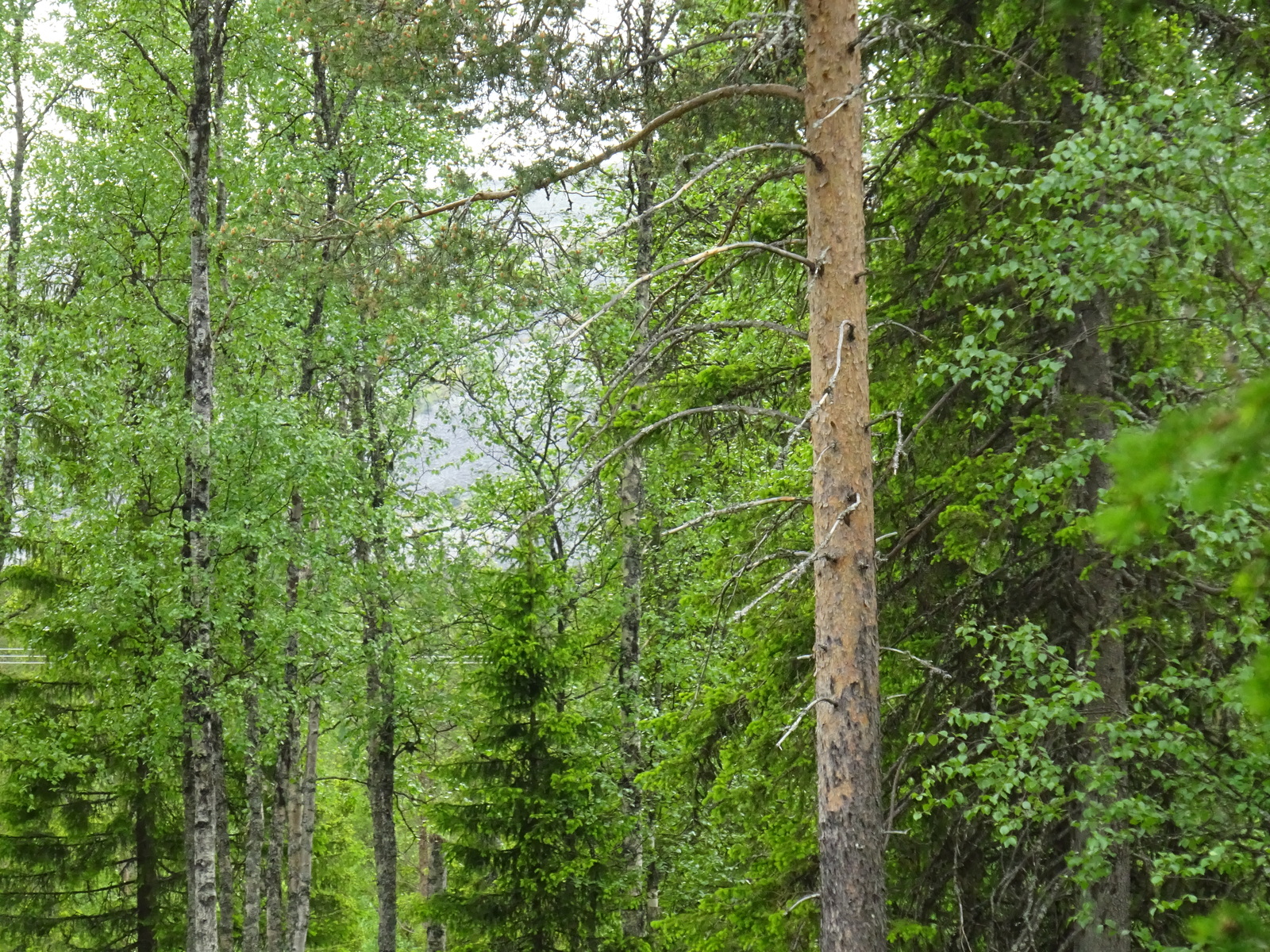 Vehreän kesäisessä sekametsässä kasvaa koivuja, mäntyjä ja kuusia.