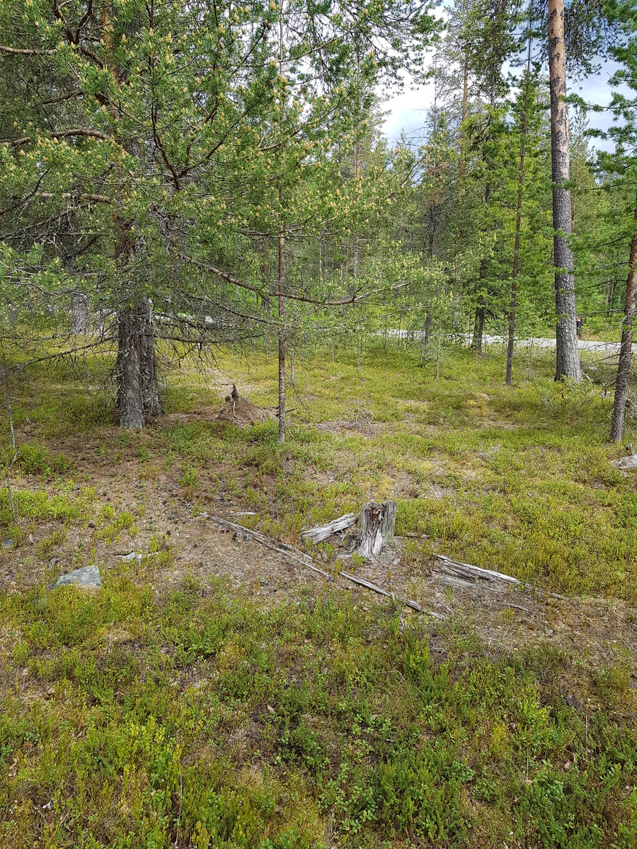 Sekametsän loivasti laskeutuva maasto vie tielle, joka pilkottaa puiden takaa. Maassa kantoja.