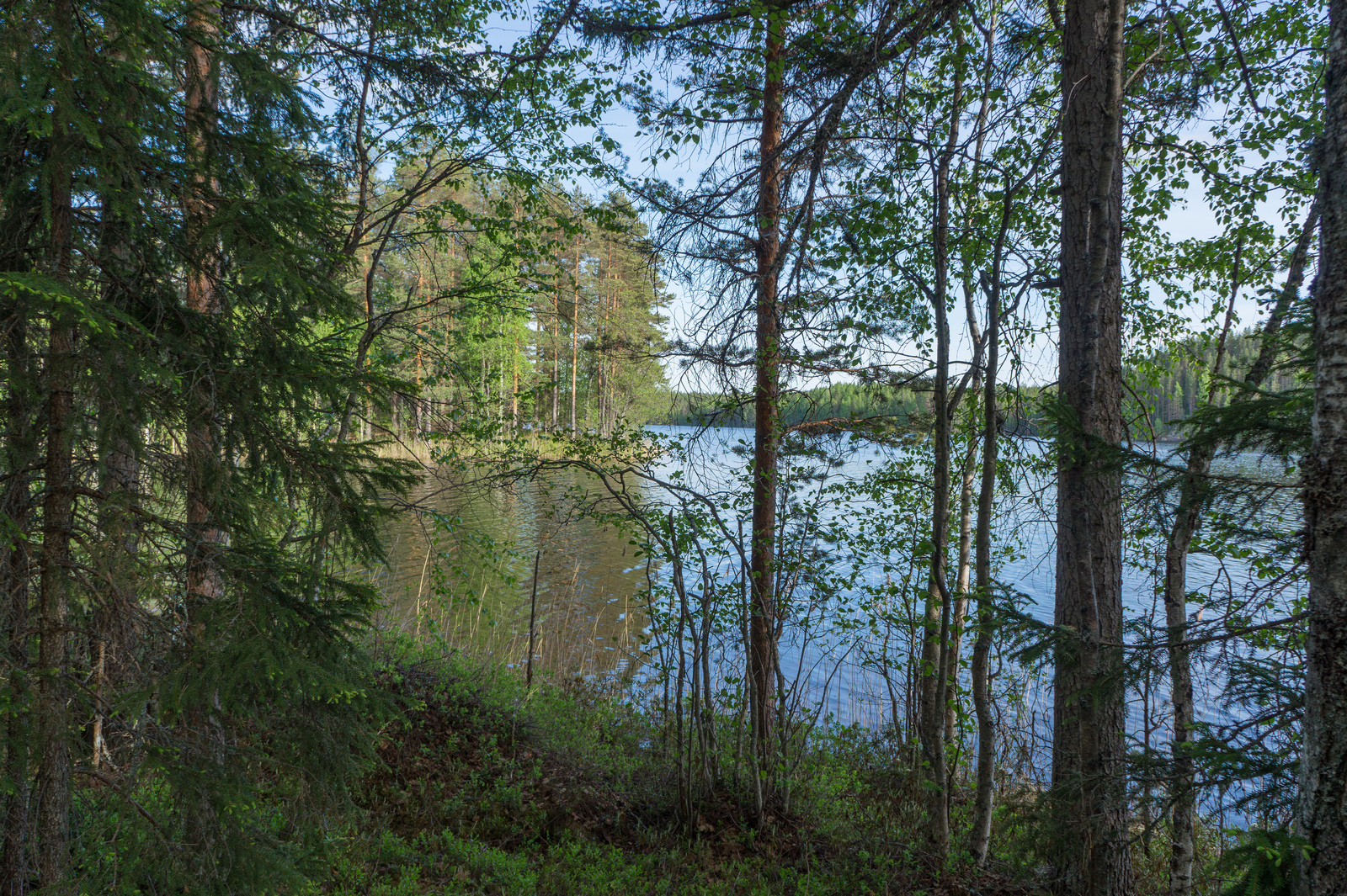 Rannassa kasvavien lehti- ja havupuiden takana avautuu kesäinen järvimaisema.