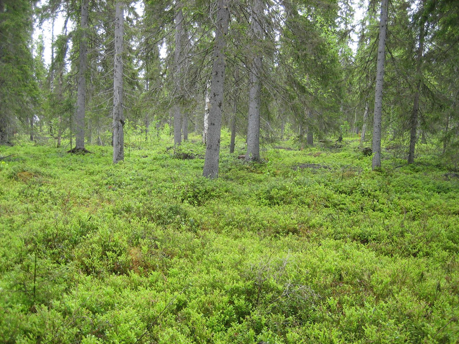 Kuusivaltaisessa metsässä kasvaa myös koivuja. Aluskasvillisuutena on mustikanvarpuja.