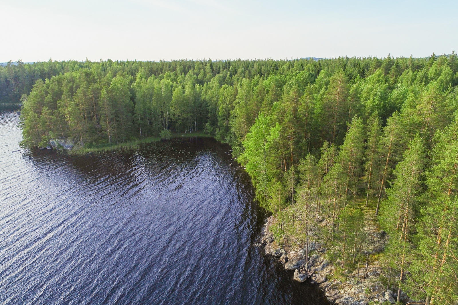 Kesäinen sekametsä kasvaa saaren mutkittelevassa rantaviivassa. Rannassa on kallioita. Ilmakuva.