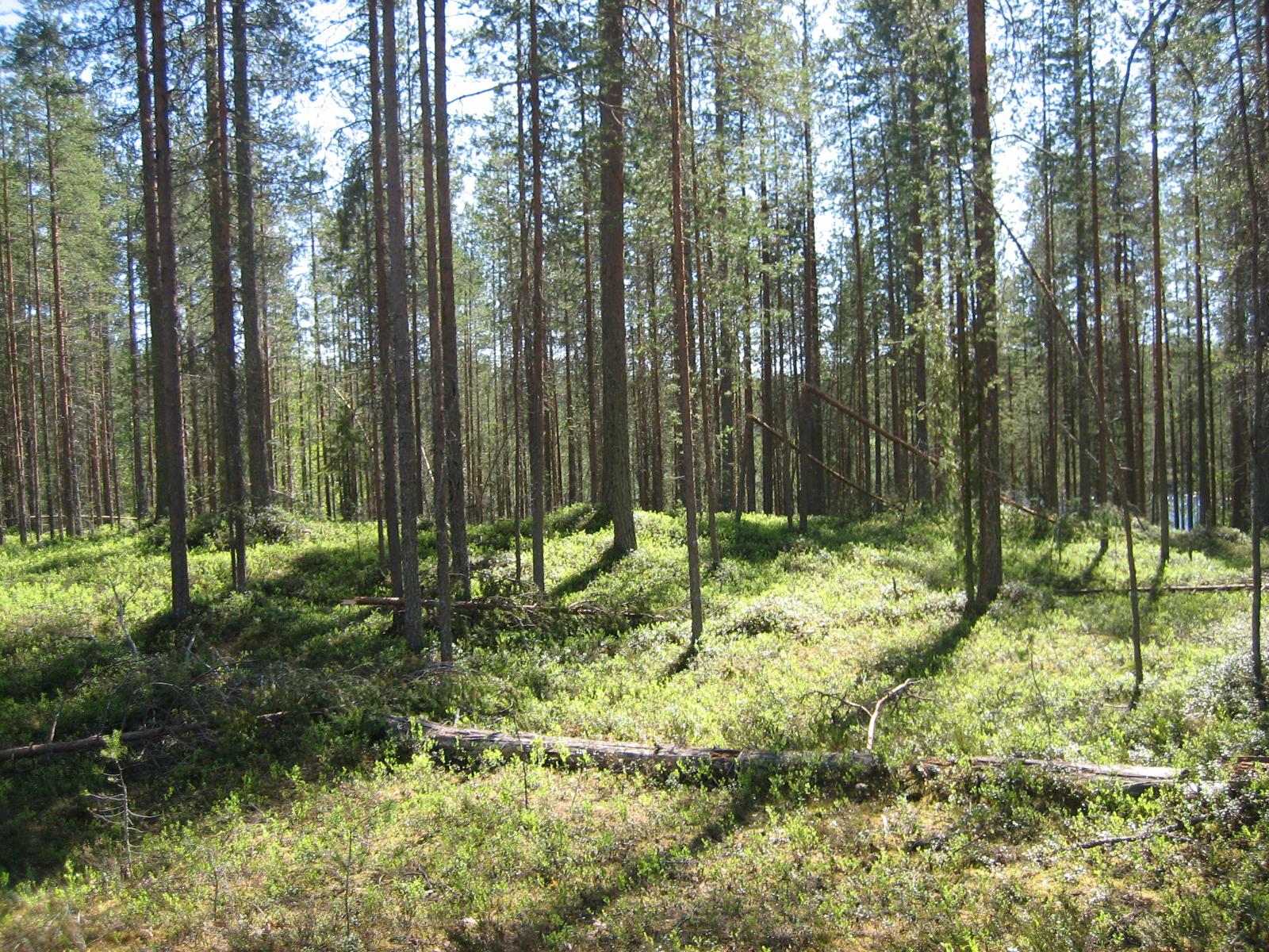 Aurinko paistaa mäntyvaltaiseen metsään. Maassa on kaatuneita puita.