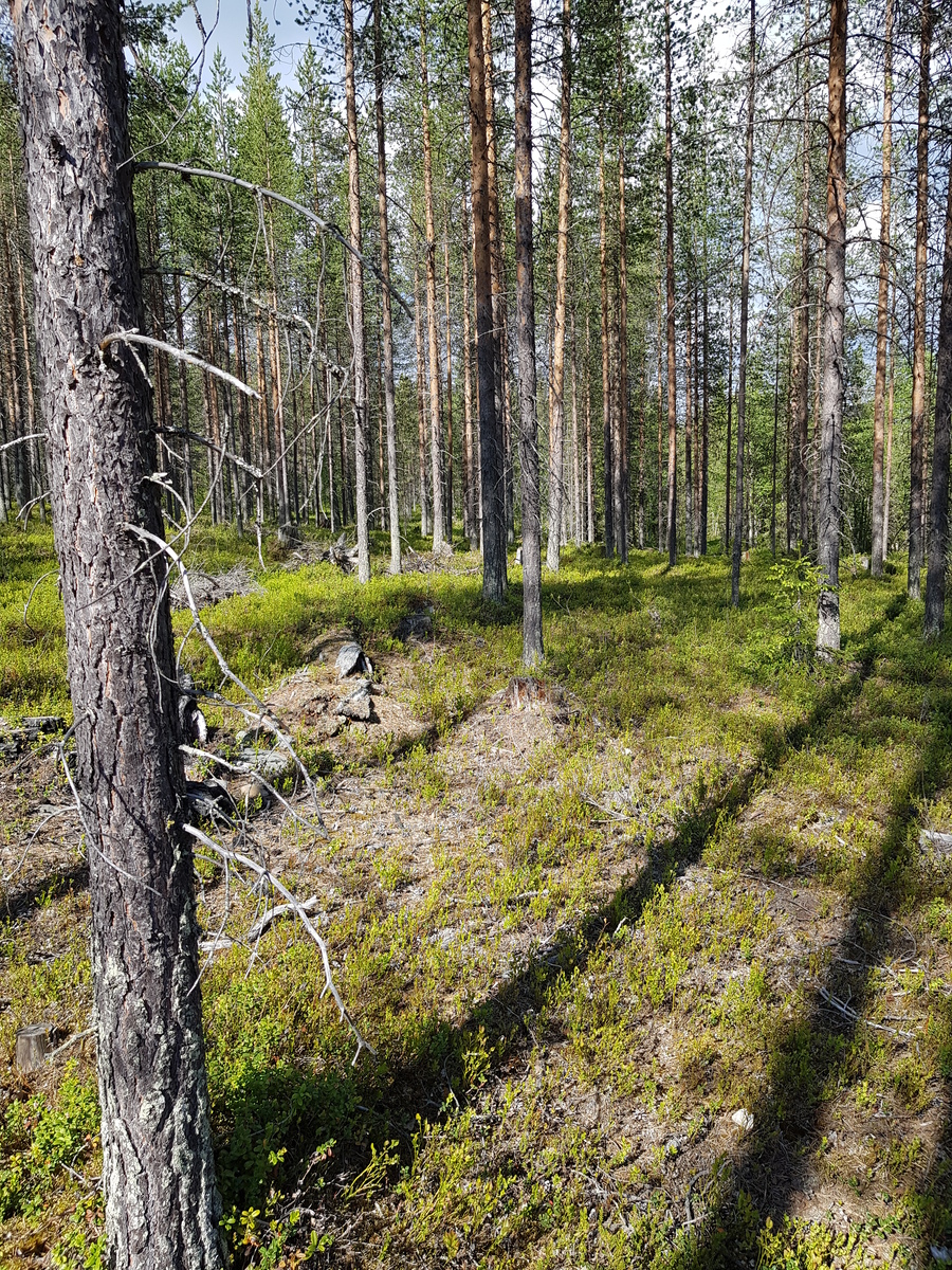 Aurinko paistaa avaraan mäntymetsään. Maassa on muutama kivi ja risukasoja.