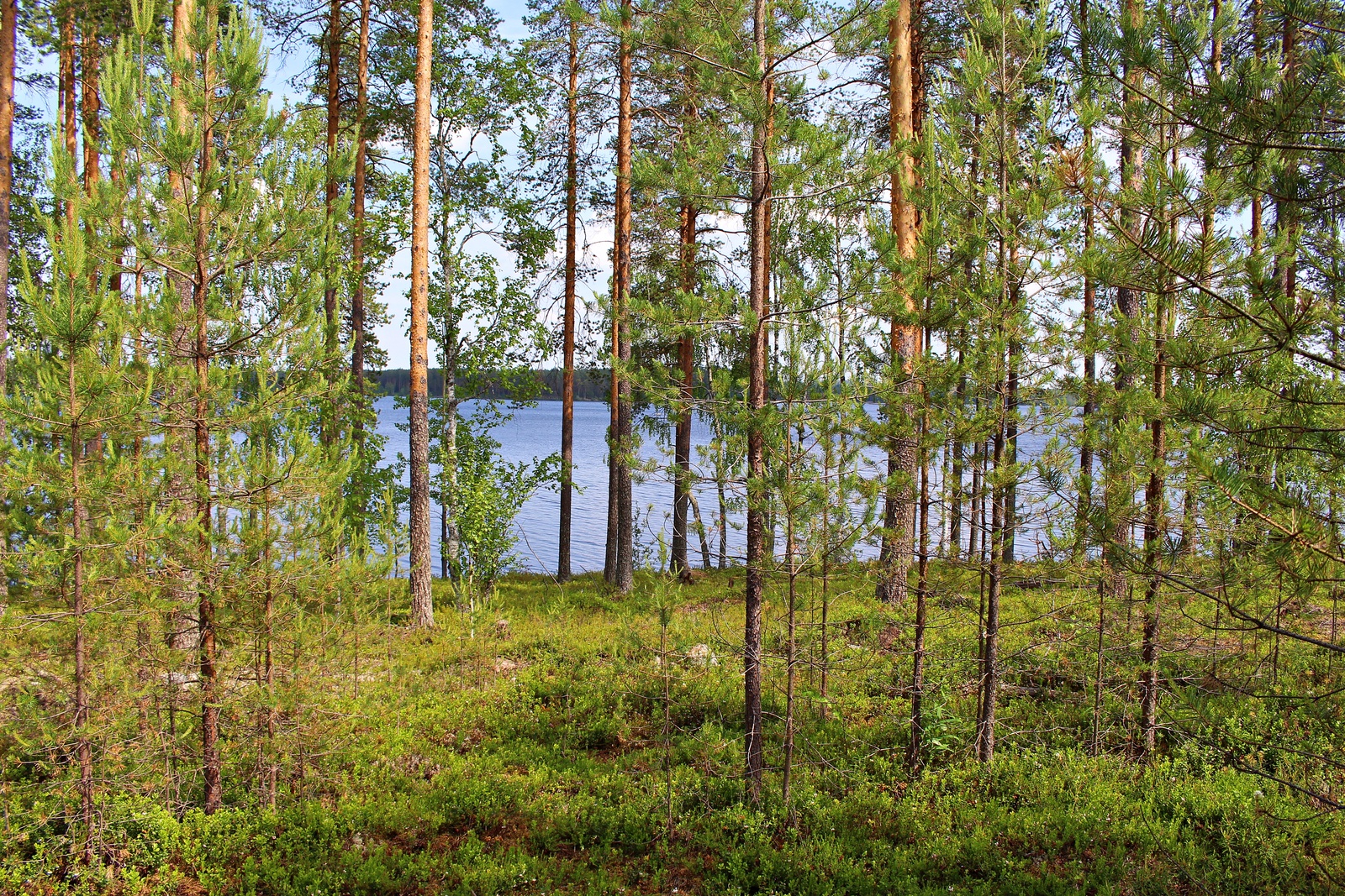 Rannan tuntumassa kasvavien mäntyjen takana avautuu järvimaisema.