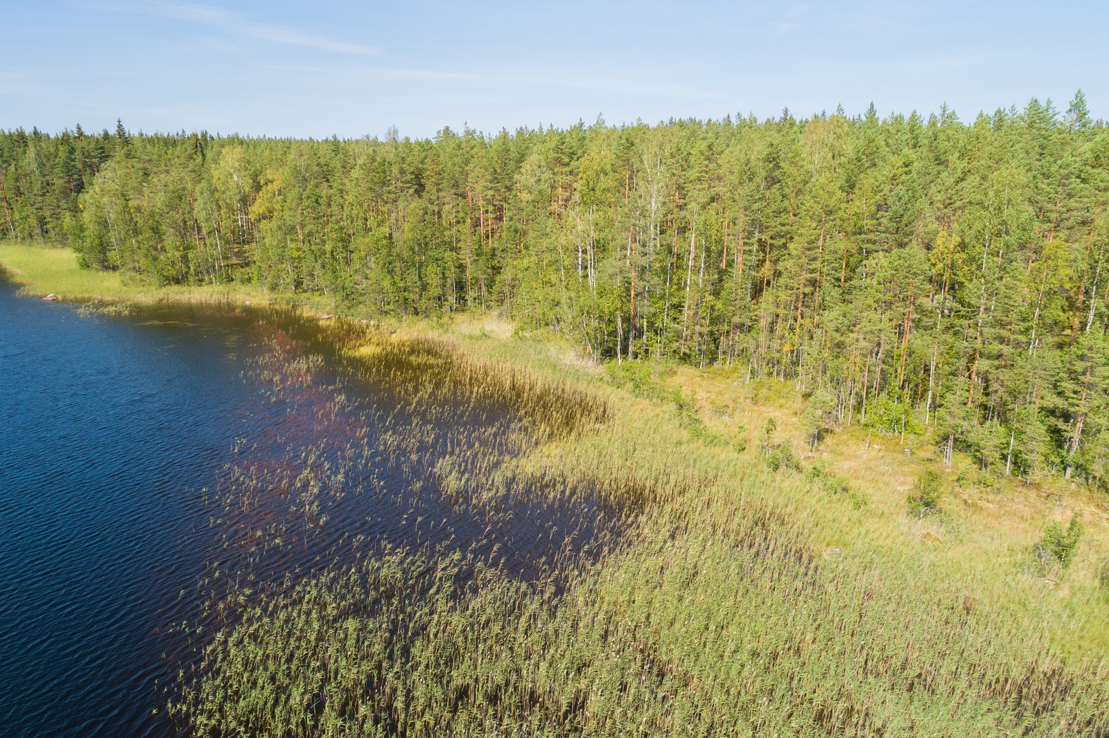 Kesäinen sekametsä reunustaa järveä. Rantavedessä kasvaa järviruokoa. Ilmakuva.