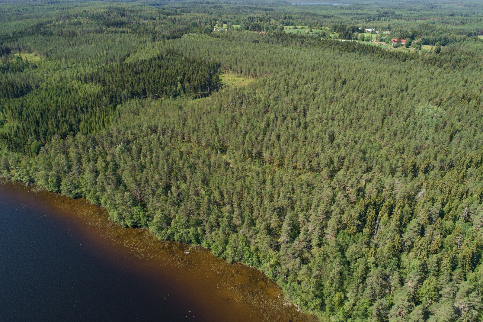 Järven rannastaa alkaa laaja metsäalue. Lähellä horisonttia on rakennuksia ja peltoja. Ilmakuva.