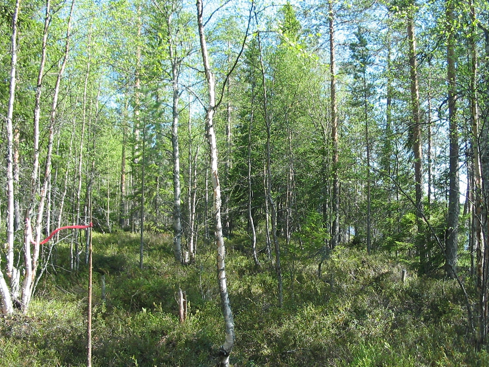 Aurinko paistaa tiheäkasvuiseen sekametsään.