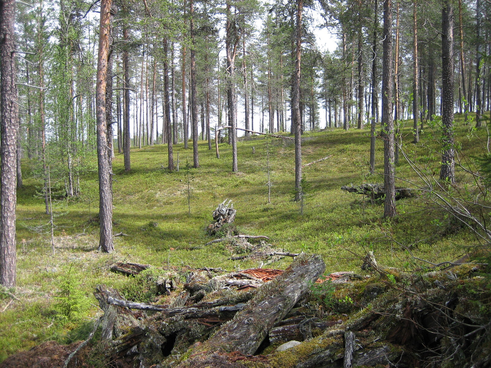 Kesäisen mäntykankaan edustalla on lahonneita kantoja maassa.