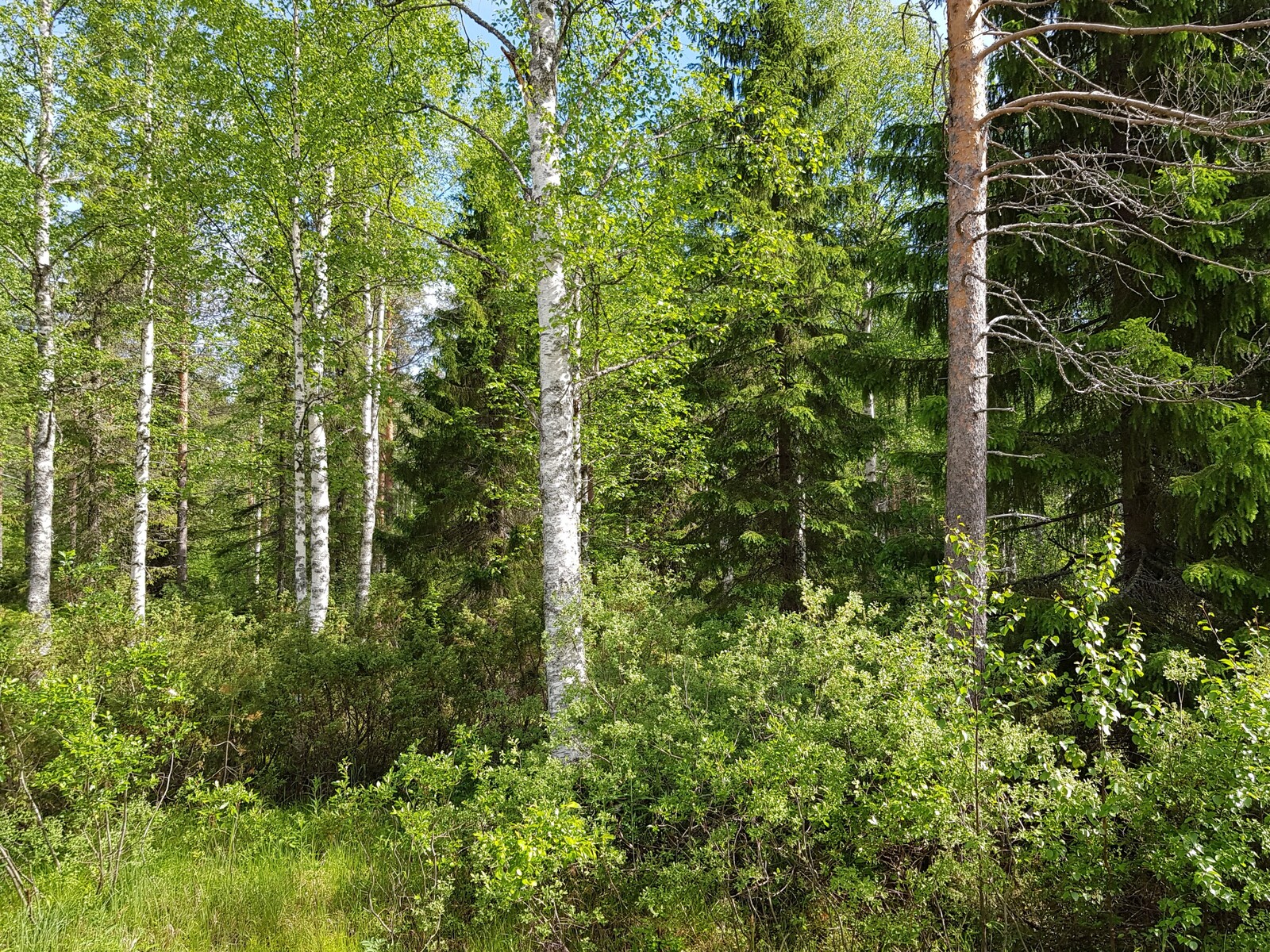 Vehreässä sekametsässä kasvaa mm. koivuja, pajuja, katajia, kuusia ja mäntyjä.