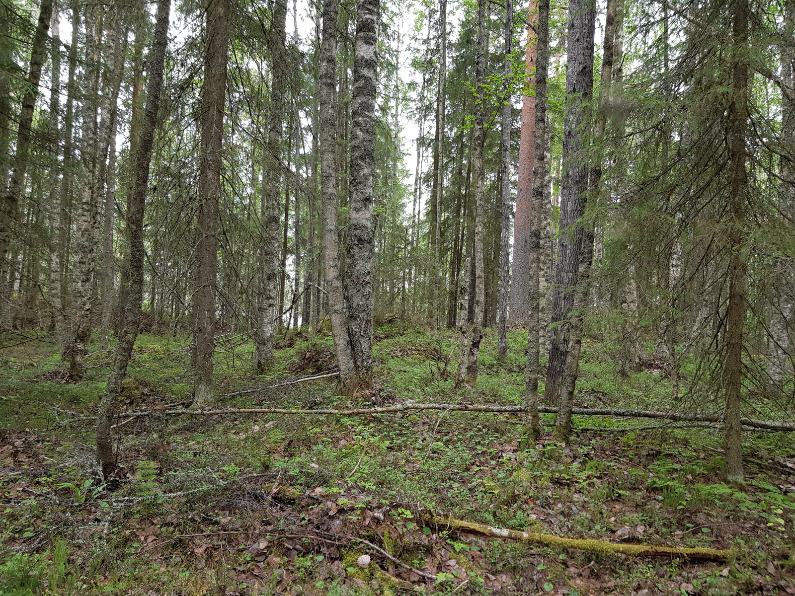 Kesäisessä sekametsässä kasvaa lehti- ja havupuita.