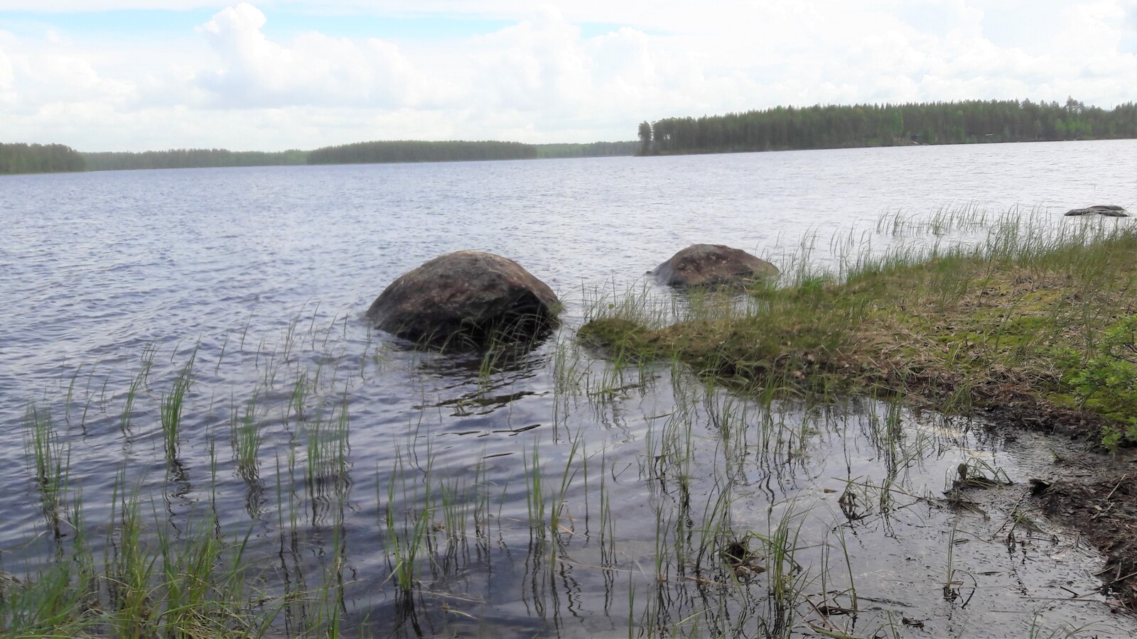 Kesäisessä järvimaisemassa atualalla rantavedessä on vesikasveja ja muutama kivi.