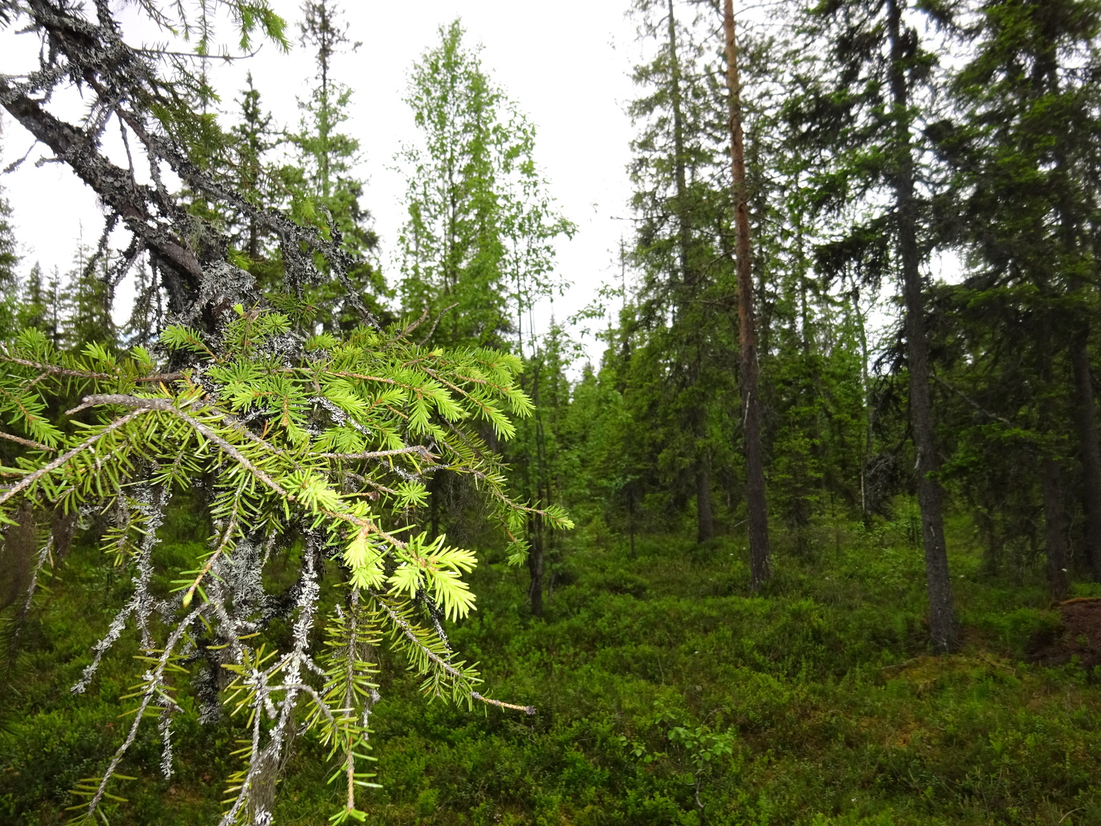 Tiheässä sekametsässä kasvaa koivuja ja kuusia, joissa on nuoria versoja eli kuusenkerkkiä.