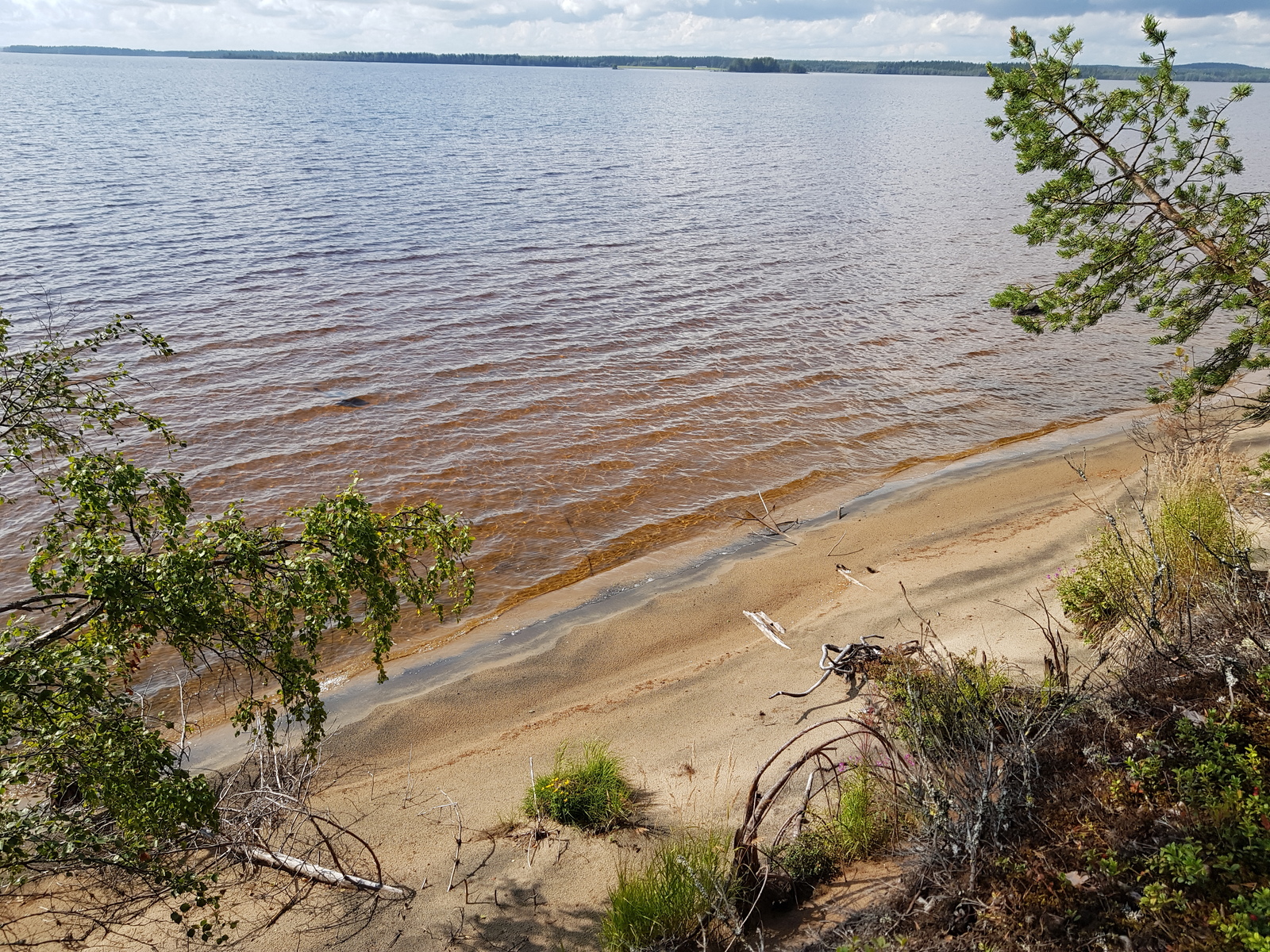 Männyn ja koivun oksat kaartuvat hiekkarannan ylle kesäisessä järvimaisemassa.