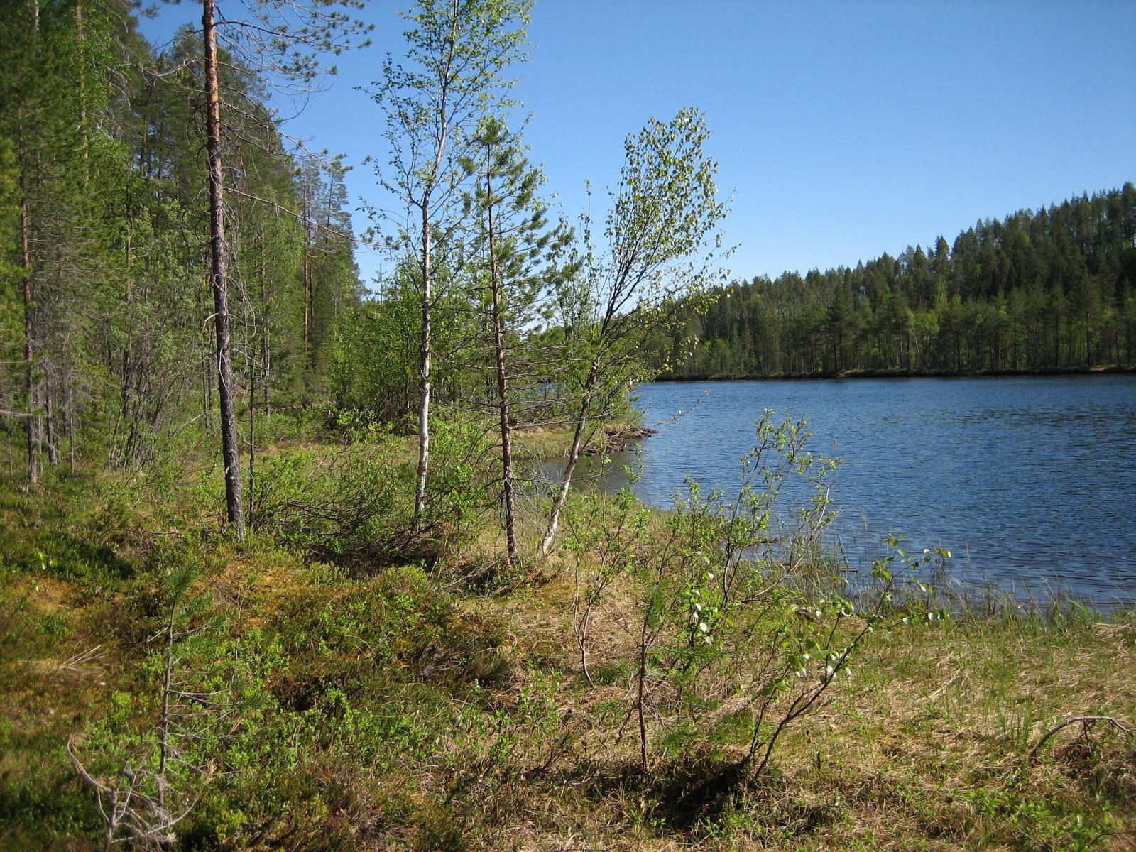 Rannassa kasvaa koivuja, mäntyjä ja pajuja. Pilvetön taivas heijastuu järven pintaan.