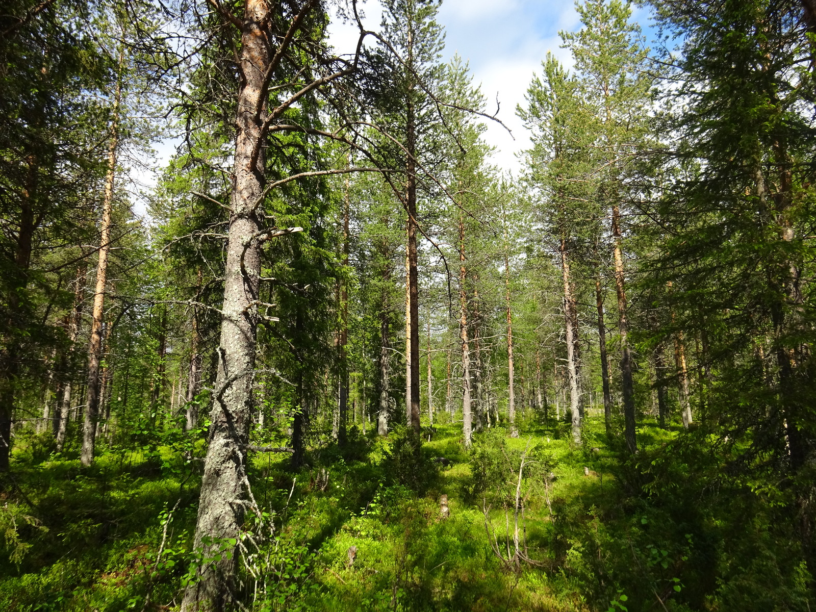 Aurinko paistaa havupuuvaltaiseen sekametsään ja luo maahan puiden varjoja.