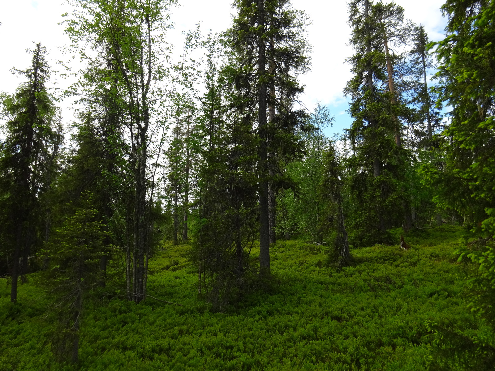 Kuusivaltaisessa metsässä kasvaa runsaasti mustikkaa.