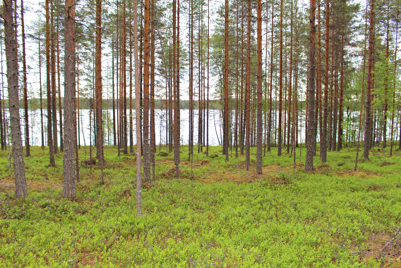 Kesäisen mäntymetsän takana aukeaa järvimaisema.