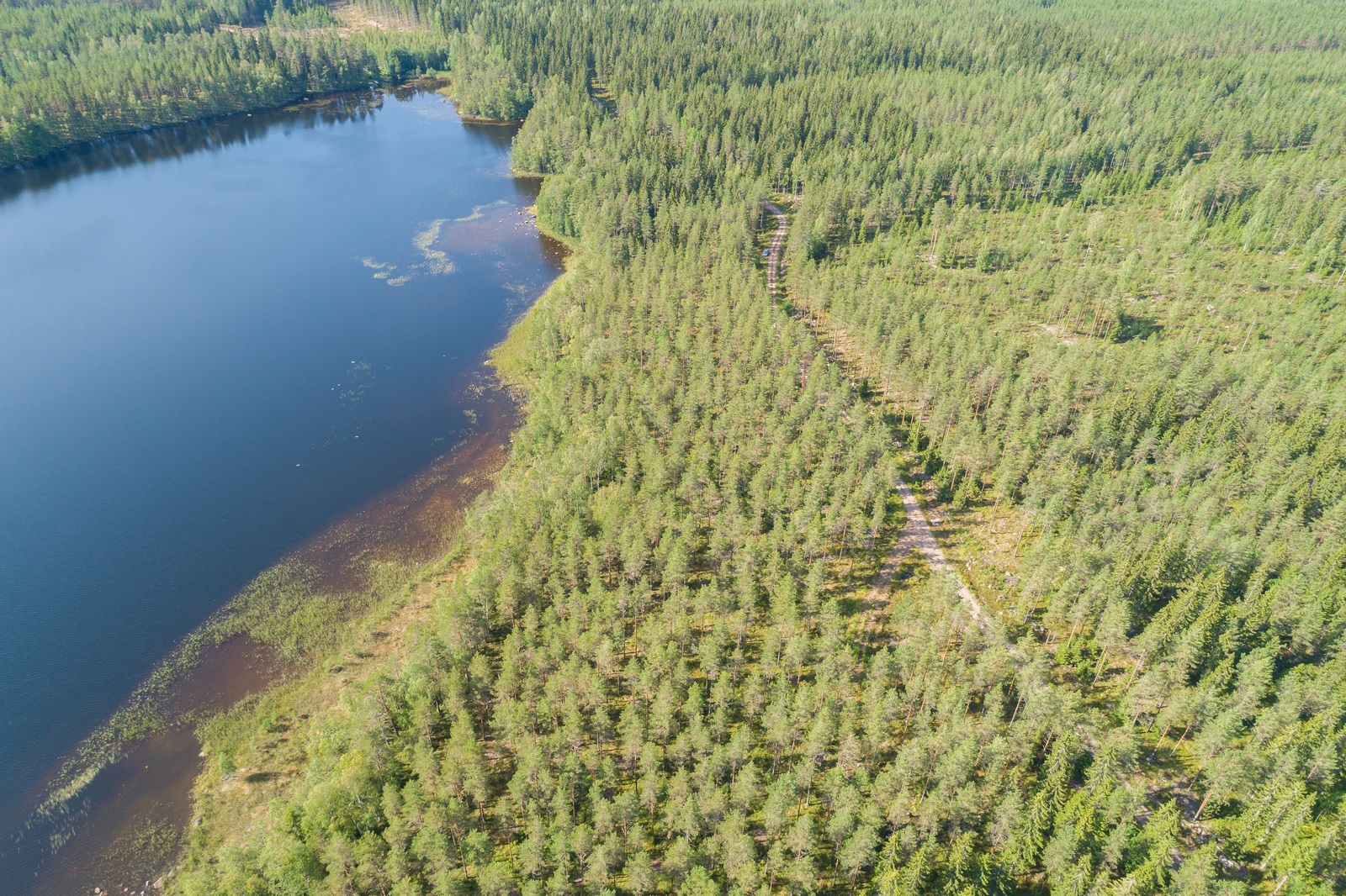 Kesäinen metsä reunustaa järveä. Metsässä kulkee tie järven päätyä kohti. Ilmakuva.