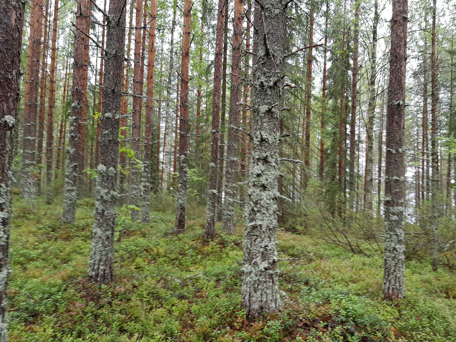 Havupuuvaltaisessa sekametsässä kasvaa myös lehtipuita.