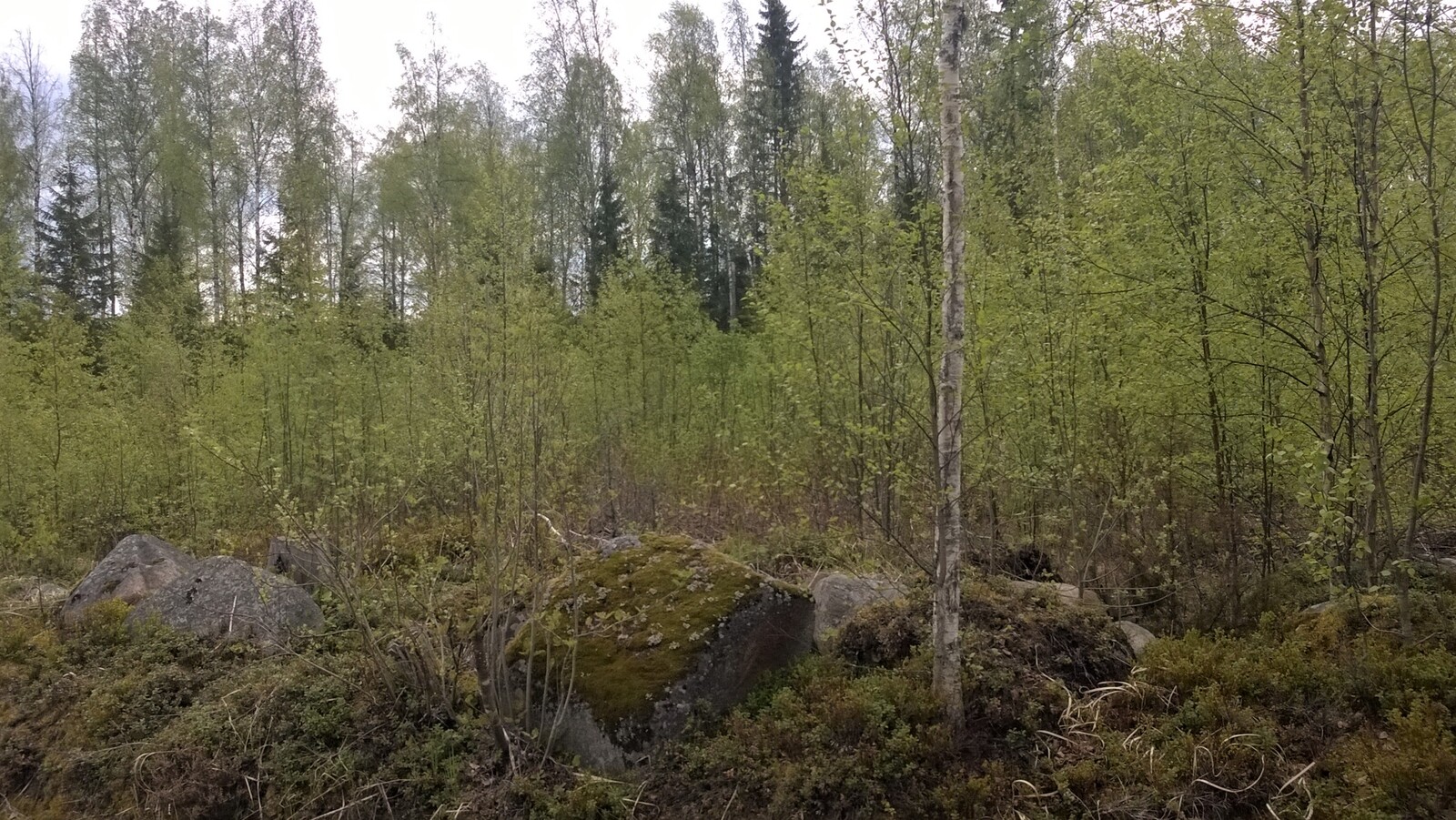 Kivikko lehtipuutaimikossa, jonka takana kasvaa korkeampi metsä.