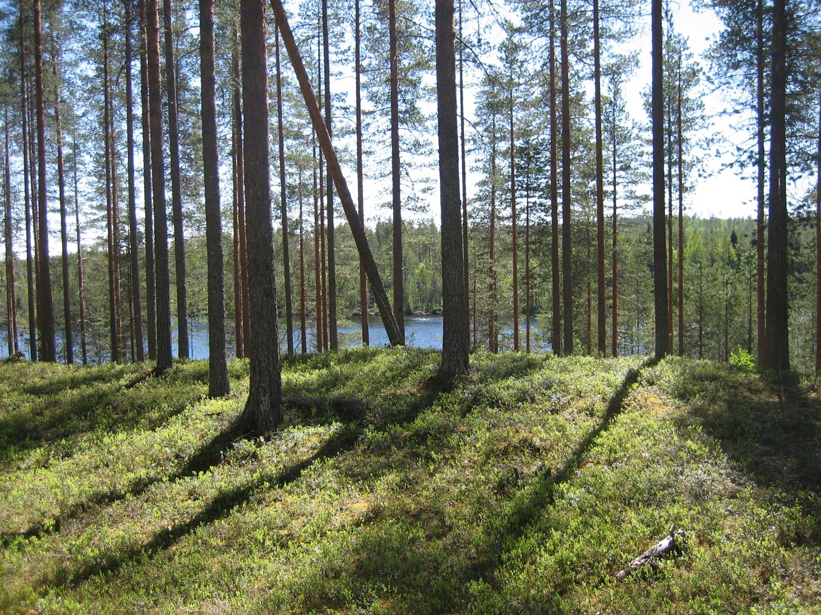 Aurinko paistaa rinteessä kasvavaan avaraan mäntymetsään. Taustalla siintää järvi.