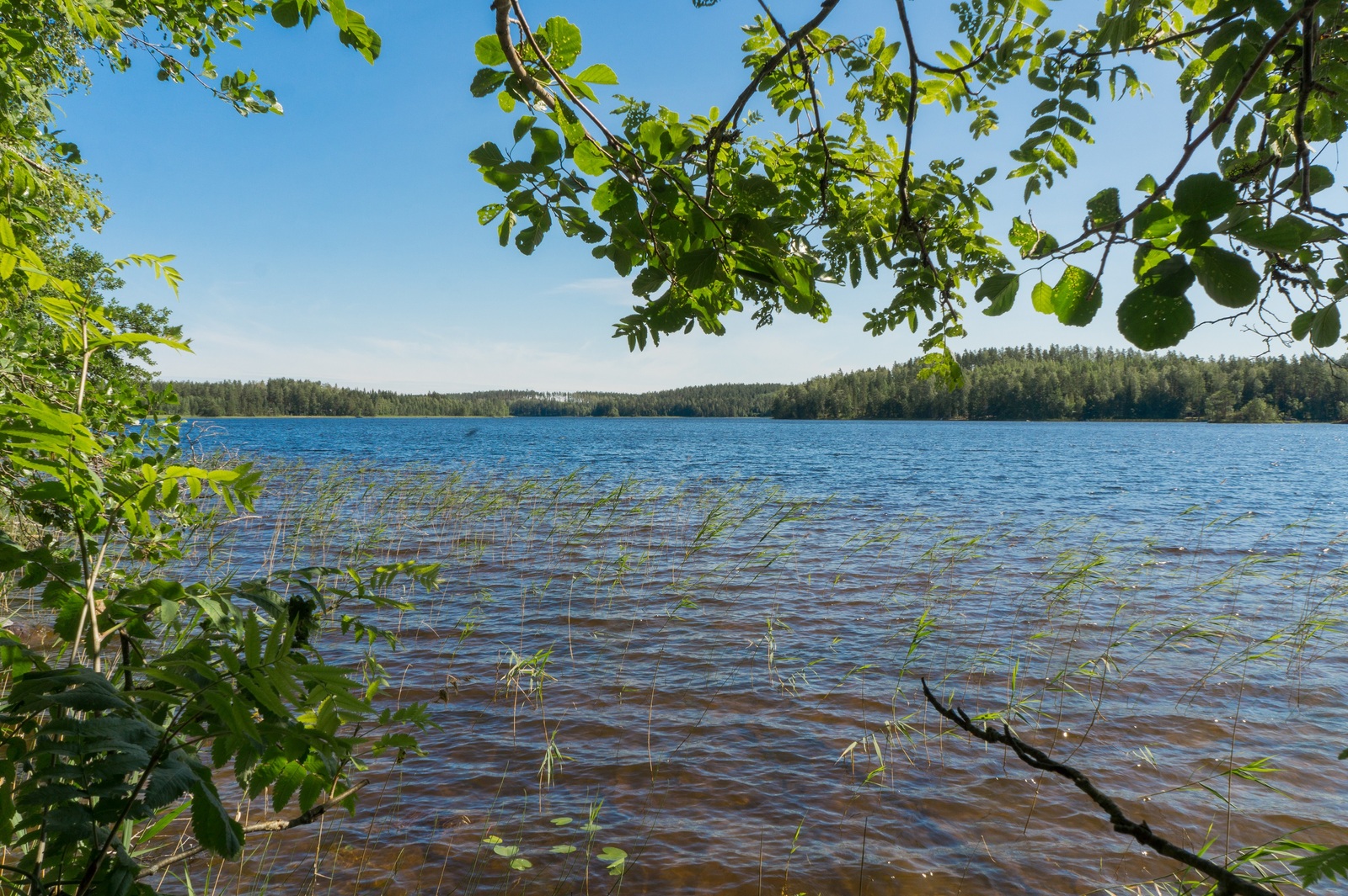 Lehtipuiden oksat reunustavat kesäistä järvimaisemaa. Taivas on pilvetön.