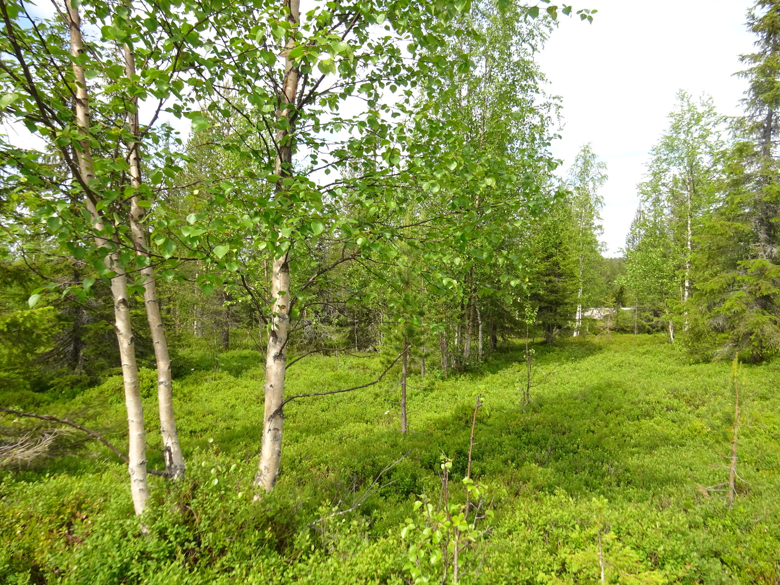 Aurinko paistaa sekametsään, jonka aluskasvillisuutena on mustikoita. Etuvasemmalla on kolme koivua.