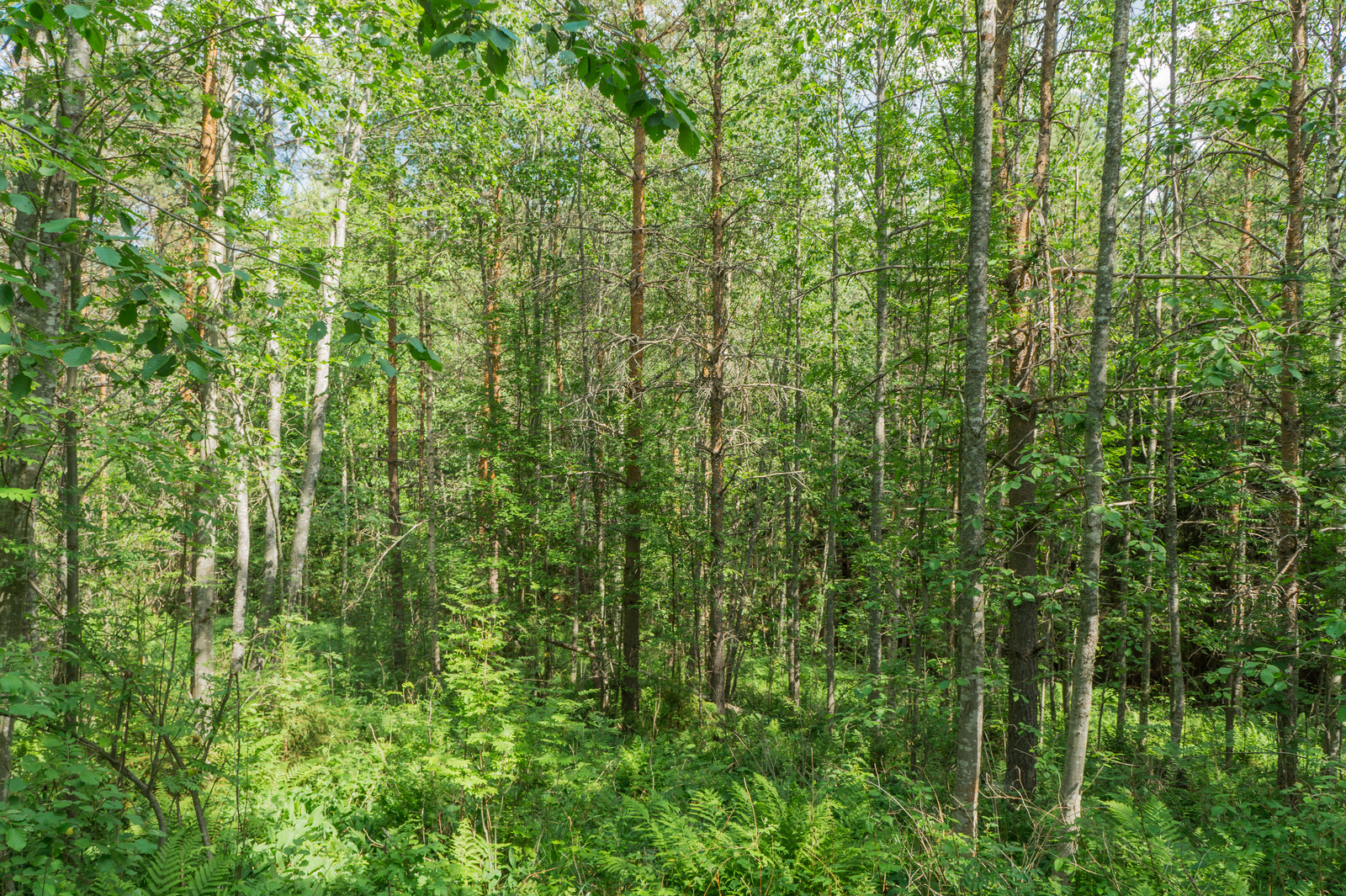 Aurinko paistaa tiheäkasvuiseen, kesäiseen sekametsään.