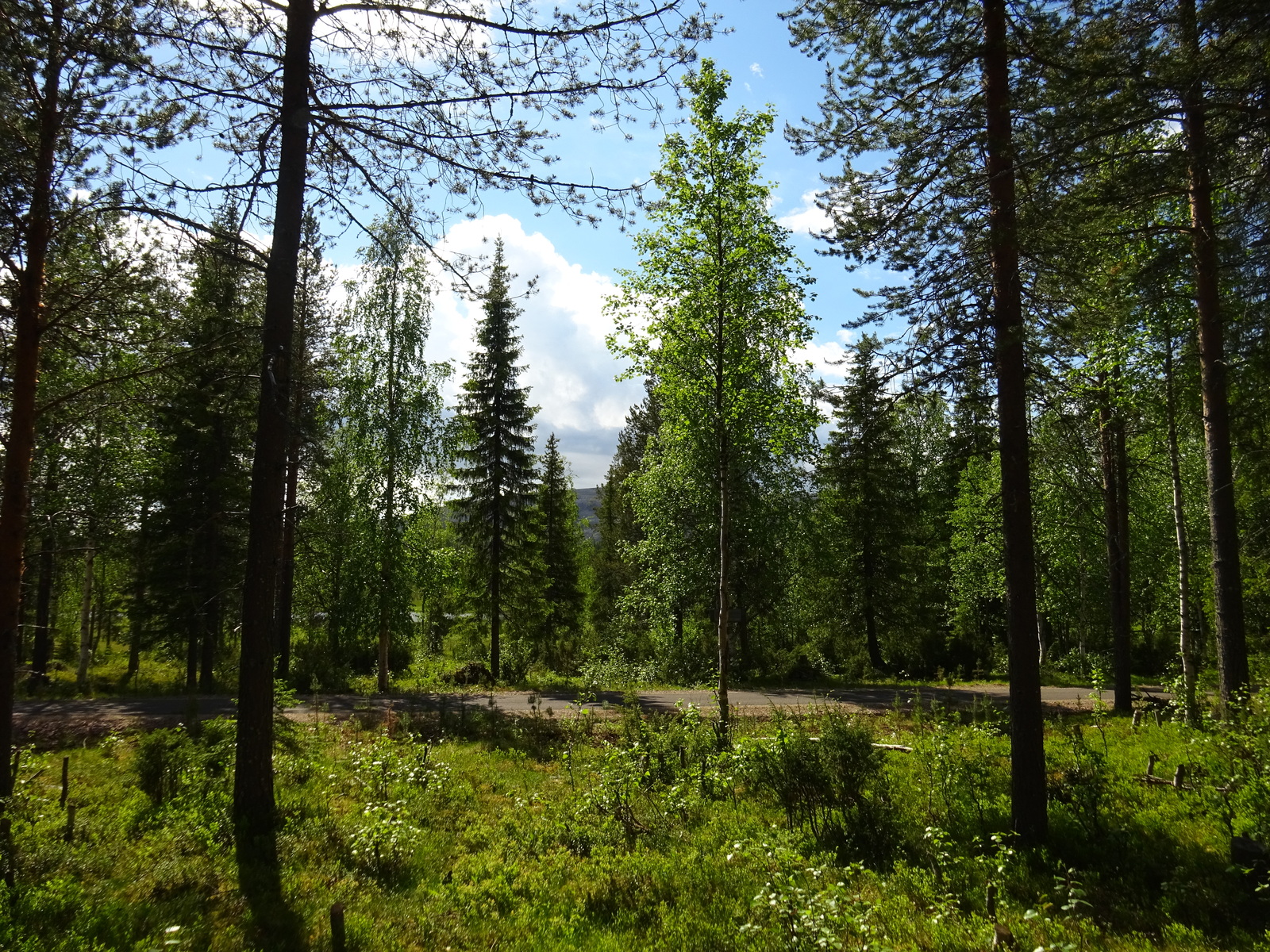 Aurinkoisessa metsässä kulkee tie. Puiden lomasta pilkottaa tunturimaisema.