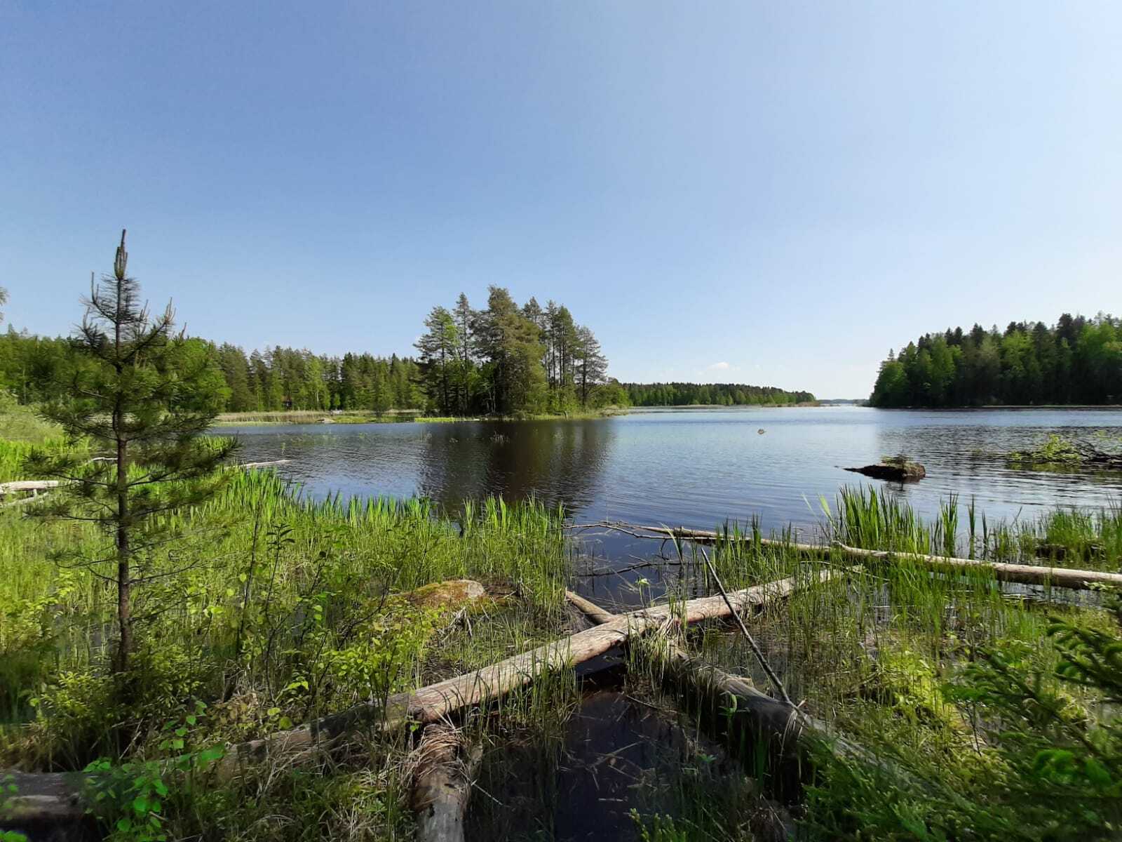 Kesäiset metsät reunustavat järveä. Etualalla on rantakasveja ja osin veteen kaatuneita puita.