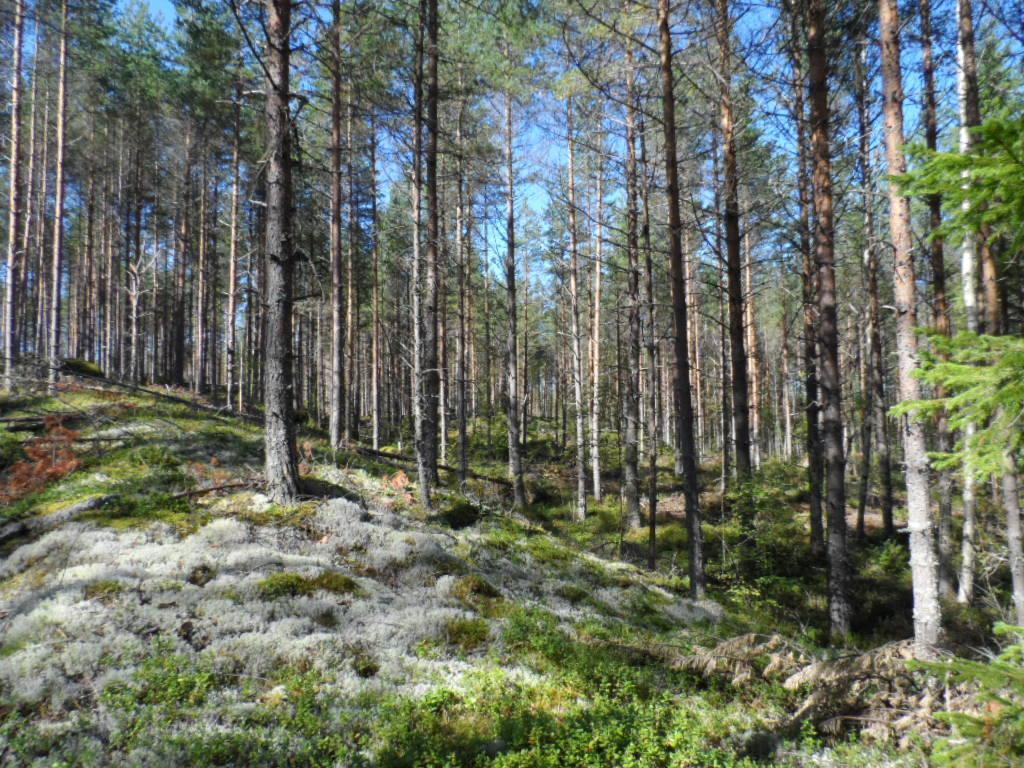 Mäntyvaltainen metsä kasvaa loivasti kumpuilevassa maastossa. Etualan kalliolla kasvaa jäkälää.