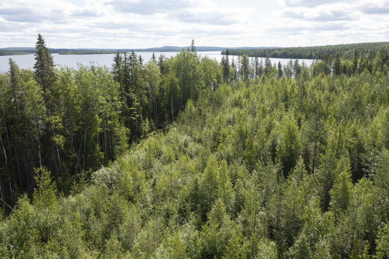 Ilmakuvassa tontin maastoa ja puustoa