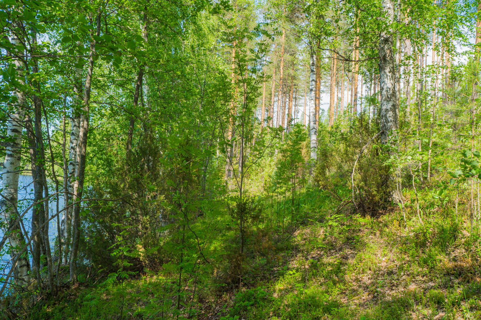 Vehreässä sekametsässä järven rannalla kasvaa koivuja, mäntyjä, katajia ja pihlajia.