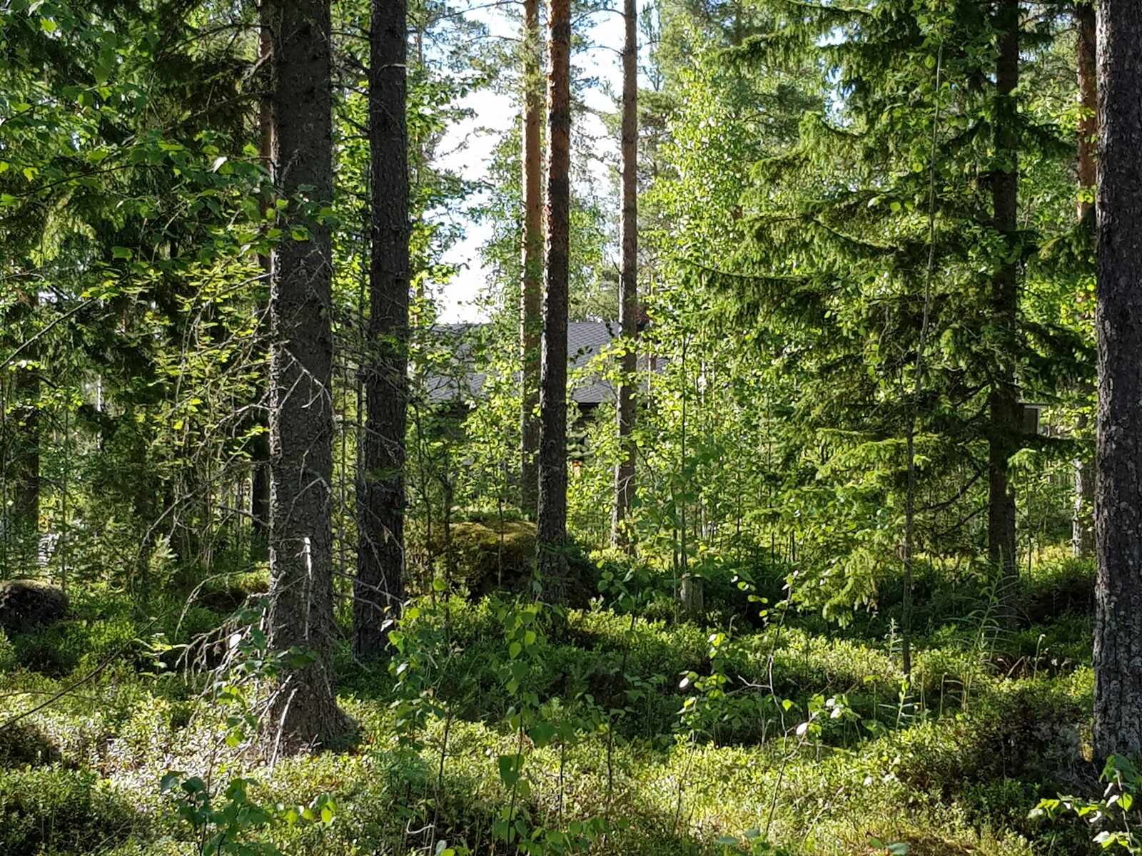 Kesäisen sekametsän puiden välistä pilkottaa rakennus.