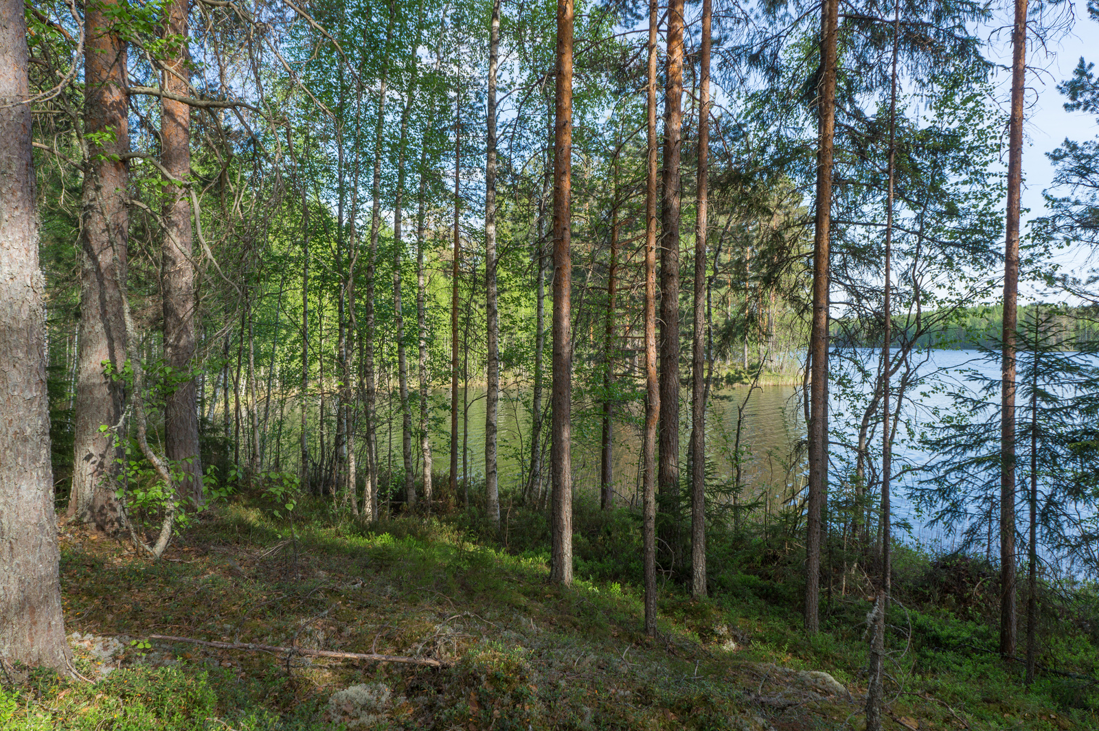 Rannassa kasvavien lehti- ja havupuiden takana avautuu kesäinen järvimaisema.