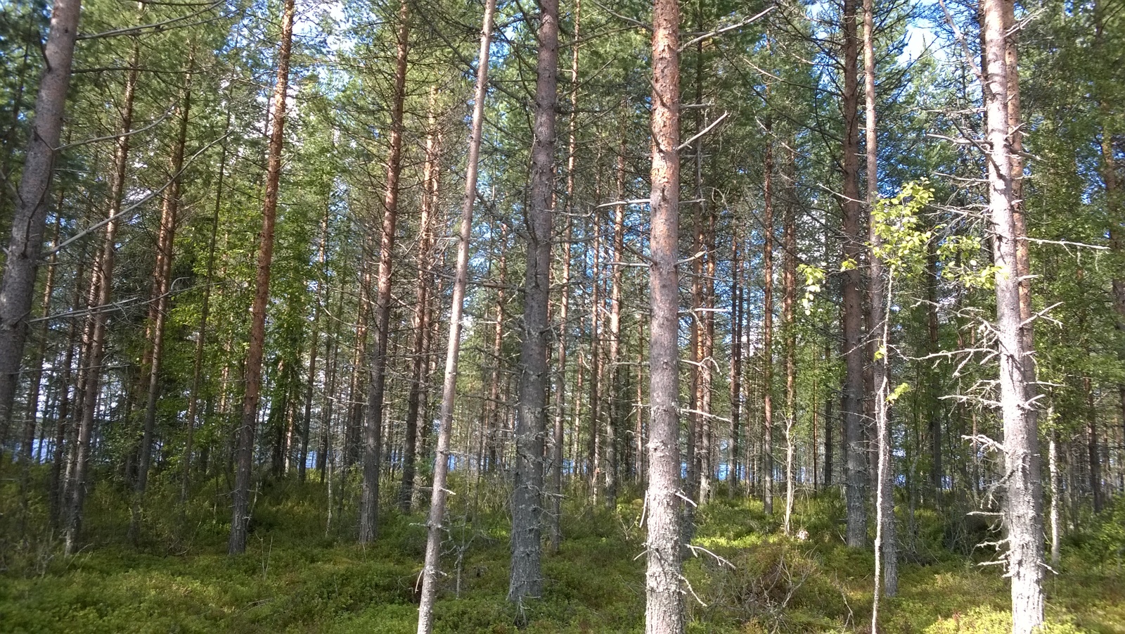 Mäntyvaltaisessa metsässä kasvaa myös koivuja ja kuusia.