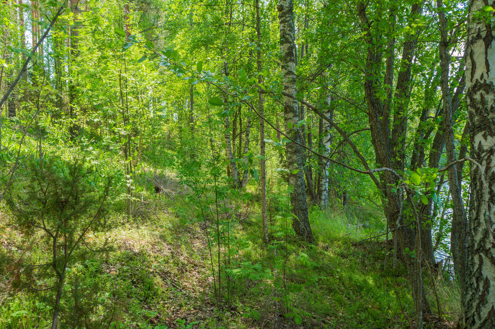 Järven rannalla kasvavien vehreiden lehtipuiden joukossa on myös katajia.