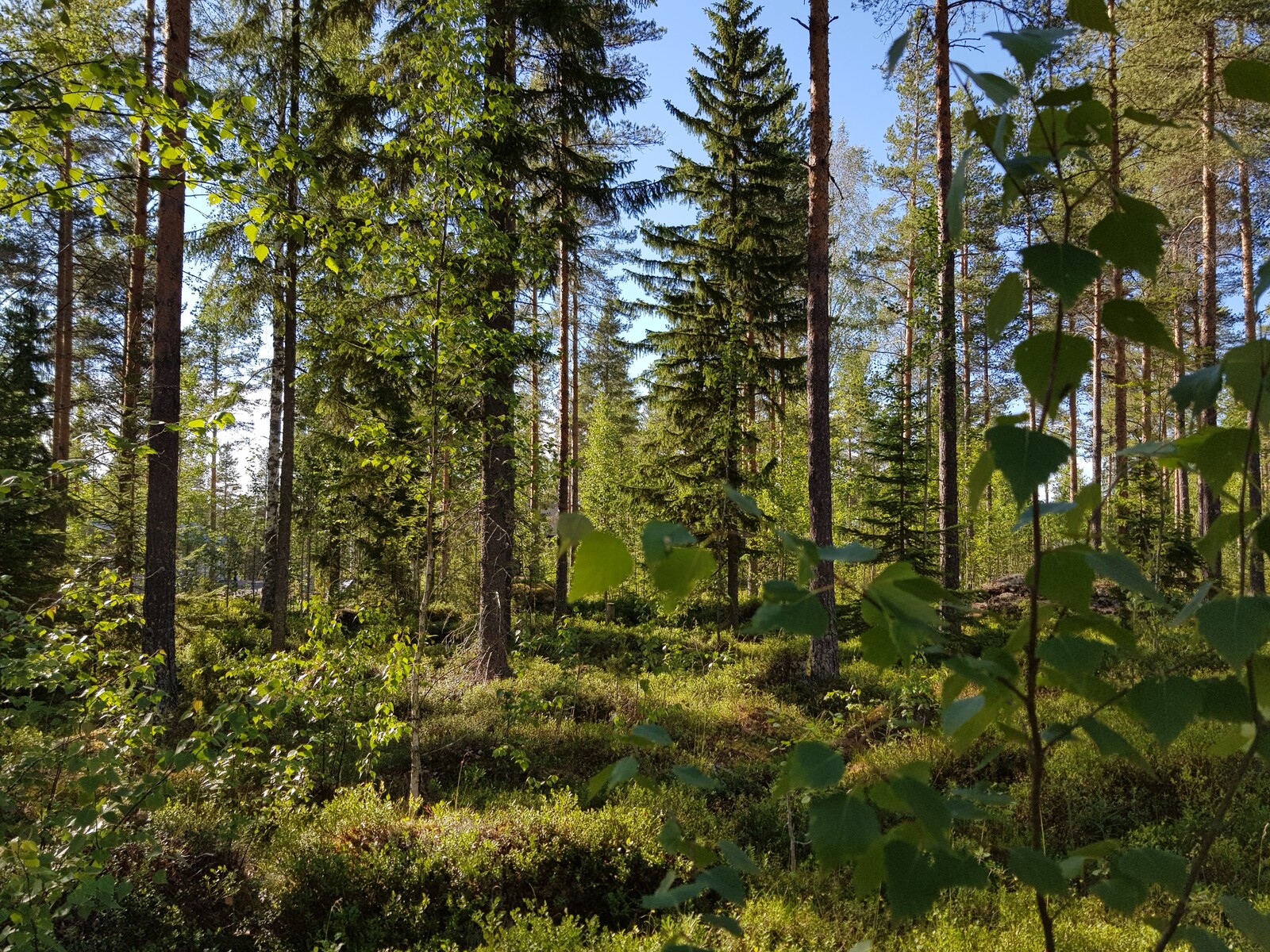 Aurinko paistaa kesäiseen sekametsään. Etualalla on nuoria koivuja.