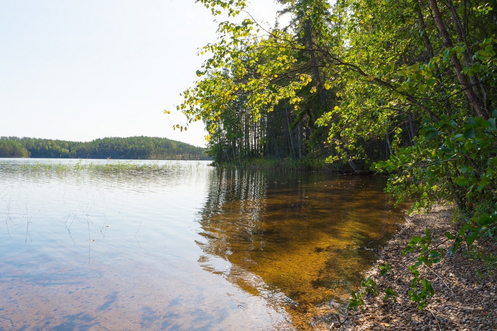 Kesäinen metsä reunustaa järveä, jonka hiekkapohja erottuu kirkkaan veden läpi.