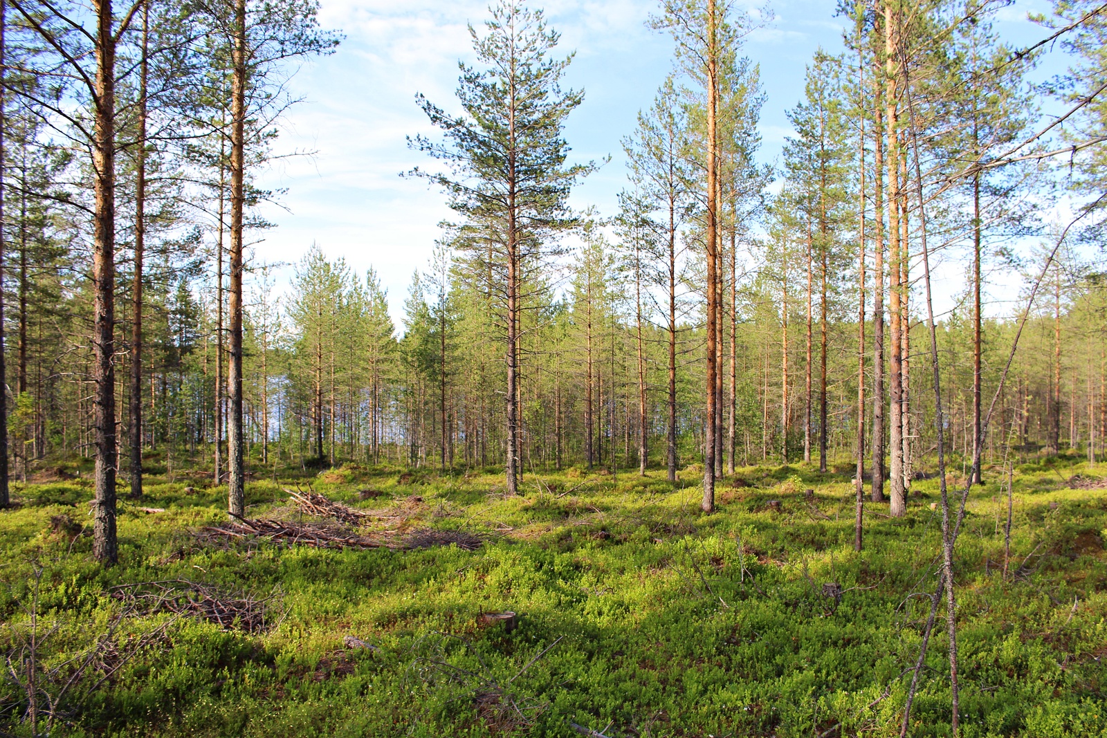 Aurinko paistaa kesäiseen mäntymetsään. Taustalla häämöttää järvi.