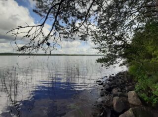 Rantametsän puiden oksat kurkottautuvat järven ylle. Pilvipoutainen taivas heijastuu tyyneen veteen.