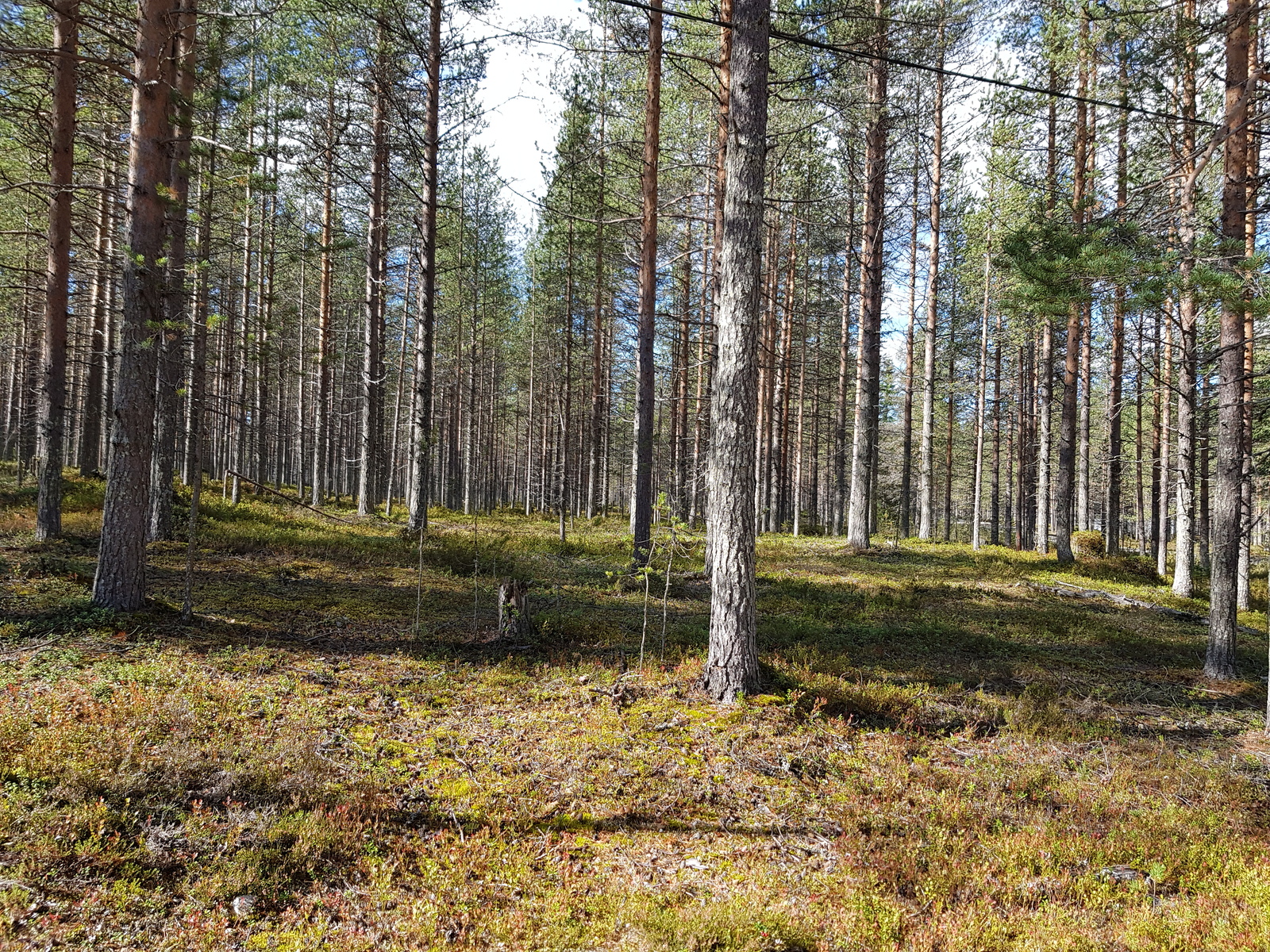 Valoisa mäntykangas loivasti kaltevassa maastossa.