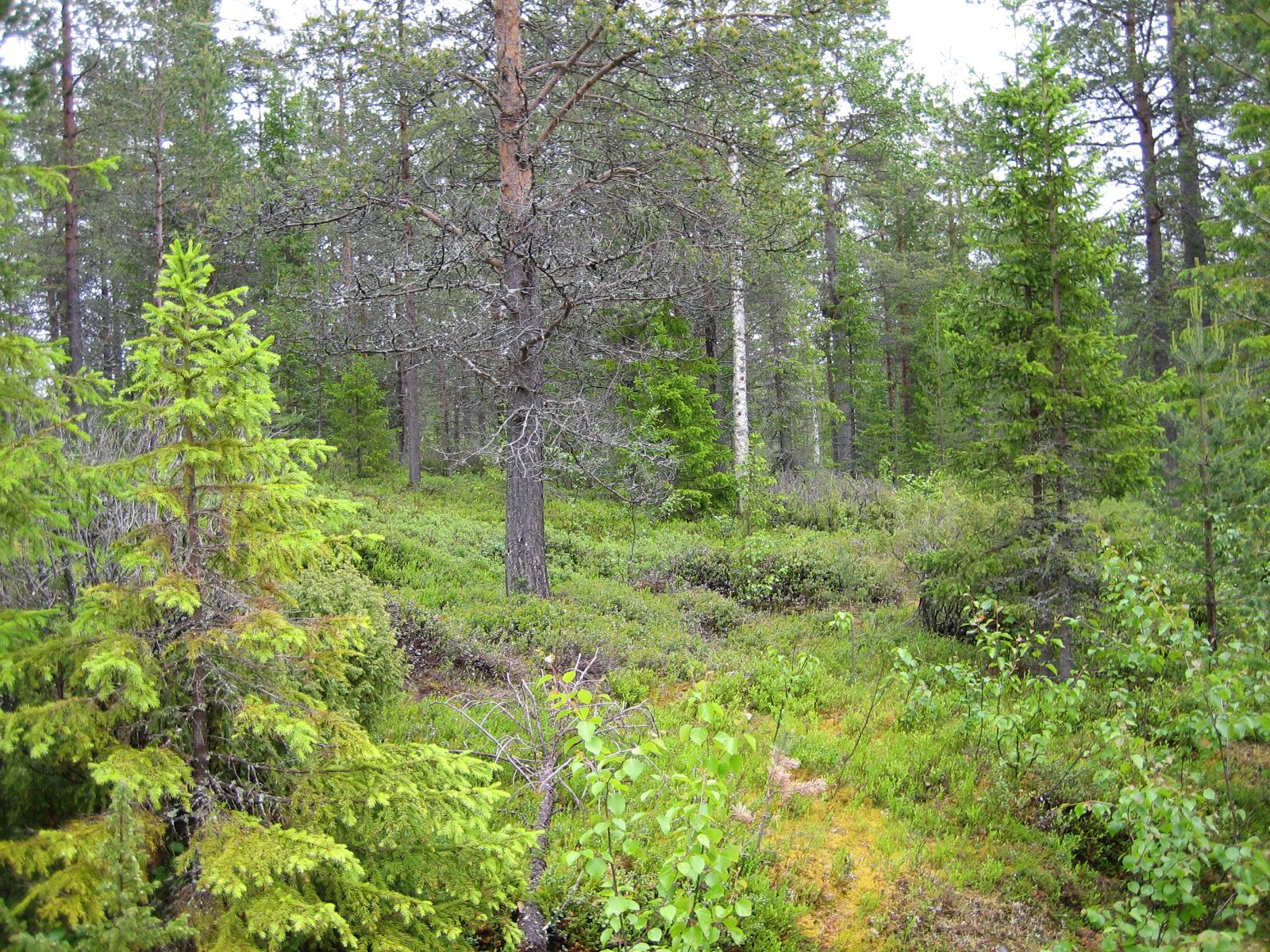 Kuusenkerkkiä nuoressa kuusessa mäntyvaltaisessa sekametsässä.